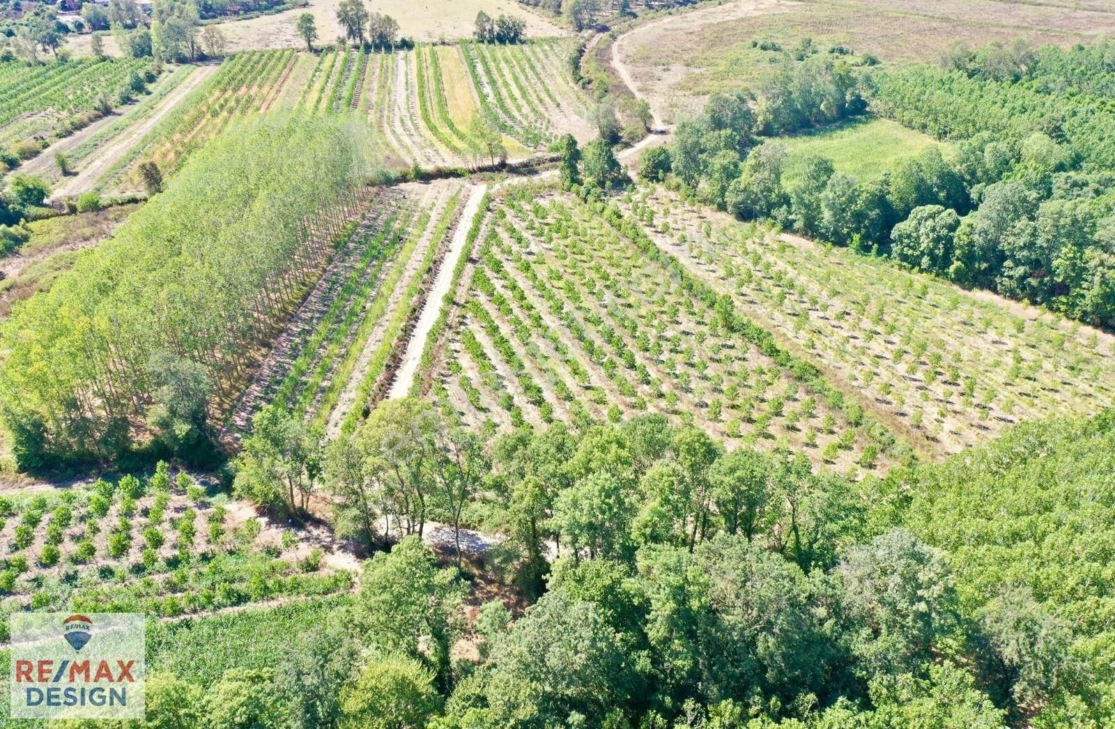 Remax Design Hendek Sivritepe'de 13.635m2 Çiftlik Ruhsatlı Arazi - Görsel 15