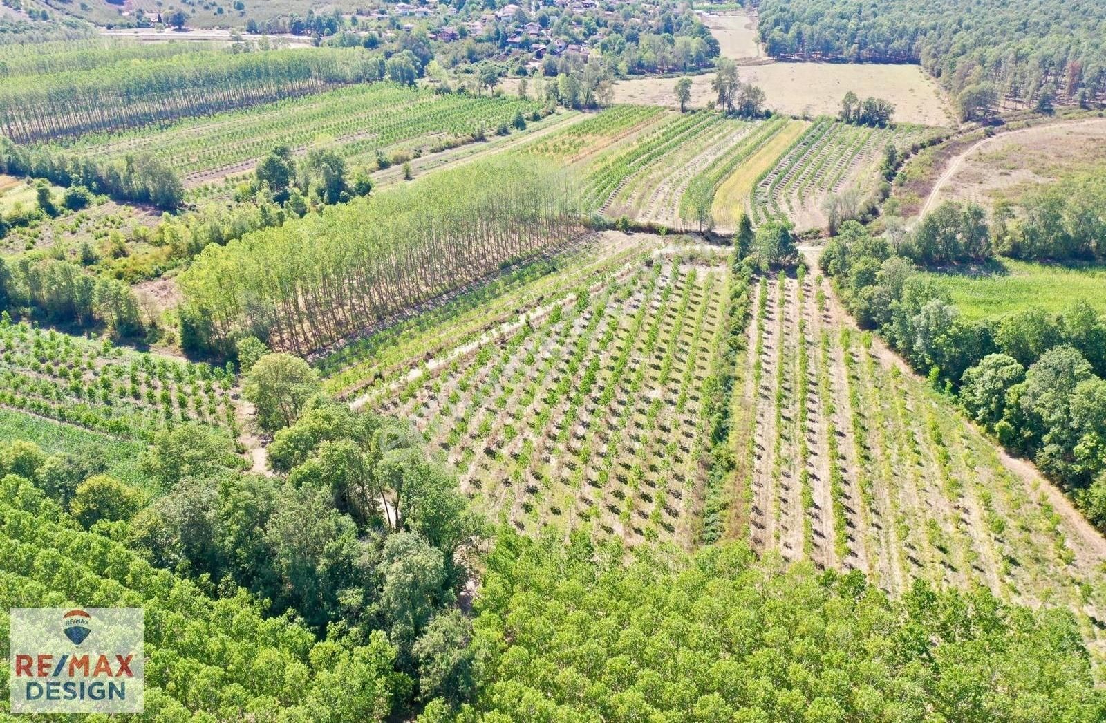 Remax Design Hendek Sivritepe'de 13.635m2 Çiftlik Ruhsatlı Arazi - Görsel 12