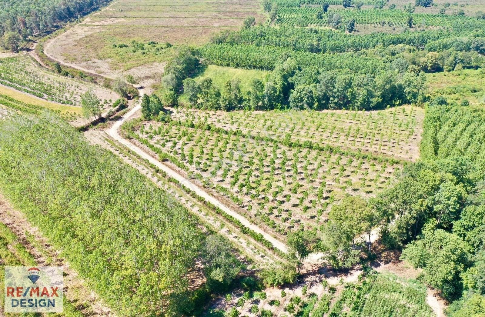 Remax Design Hendek Sivritepe'de 13.635m2 Çiftlik Ruhsatlı Arazi - Görsel 9