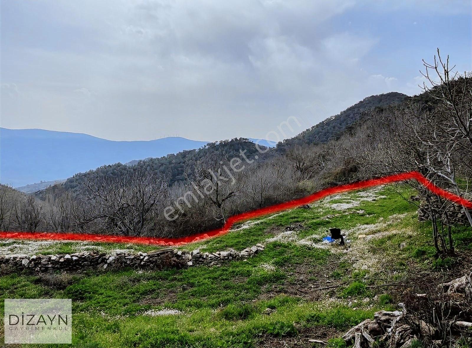 Milas Akçalı Yaylasında Yolu Olan Dümdüz 1959m2 Zeytinlik
