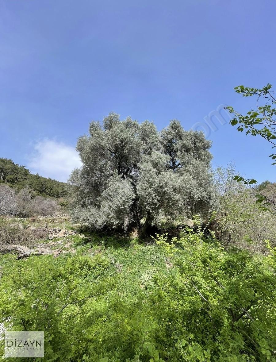 Milas Akçalı Yaylasında Yolu Olan Dümdüz 1959m2 Zeytinlik - Görsel 4