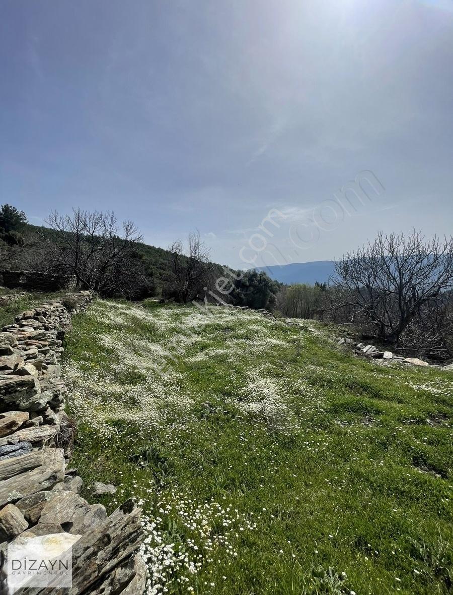 Milas Akçalı Yaylasında Yolu Olan Dümdüz 1959m2 Zeytinlik - Görsel 3