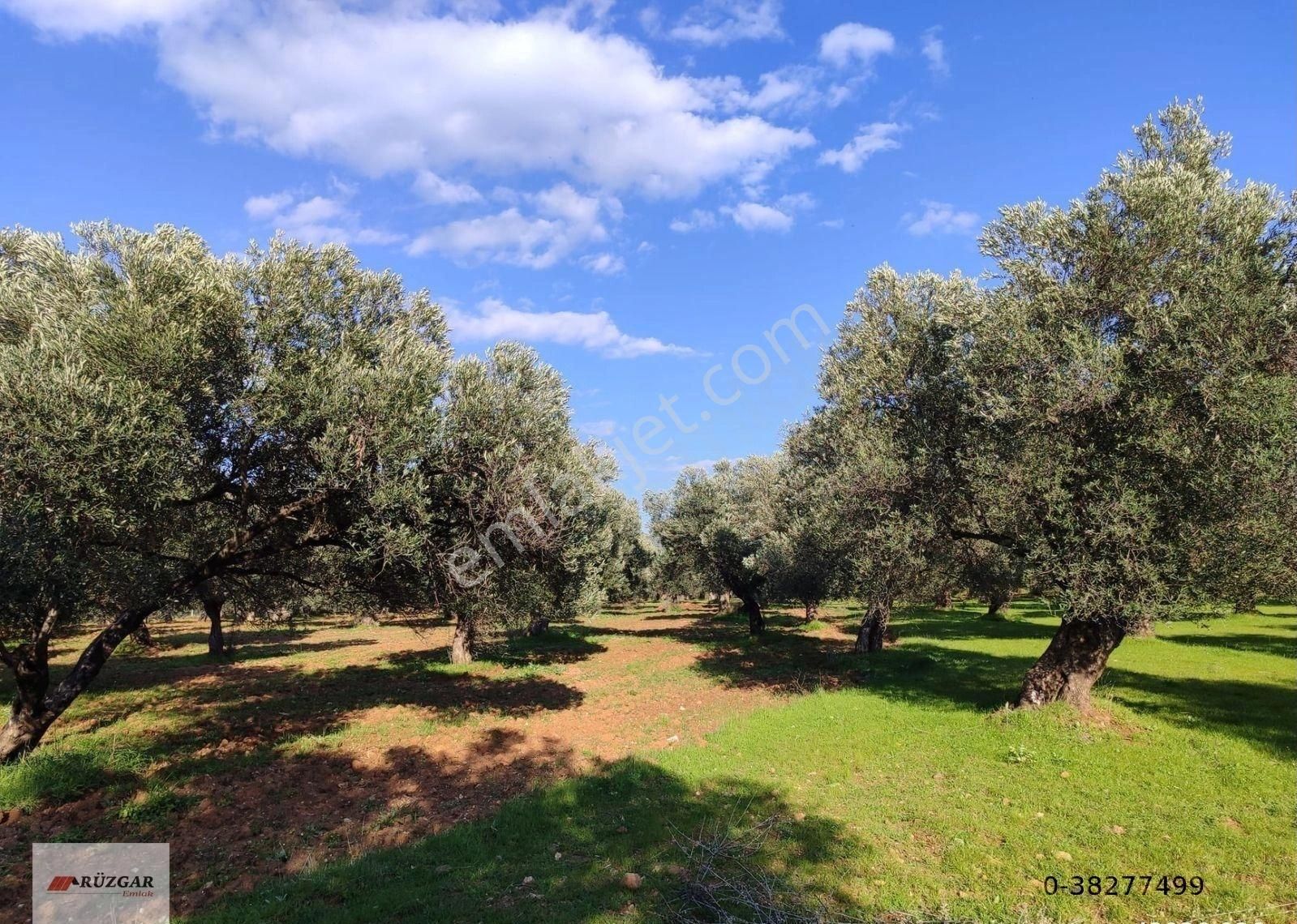 Burhaniye Pelitköyde İzmir Yoluna Cepheli 2.379 M2 Verimli Yatırımlık Zeytinlik