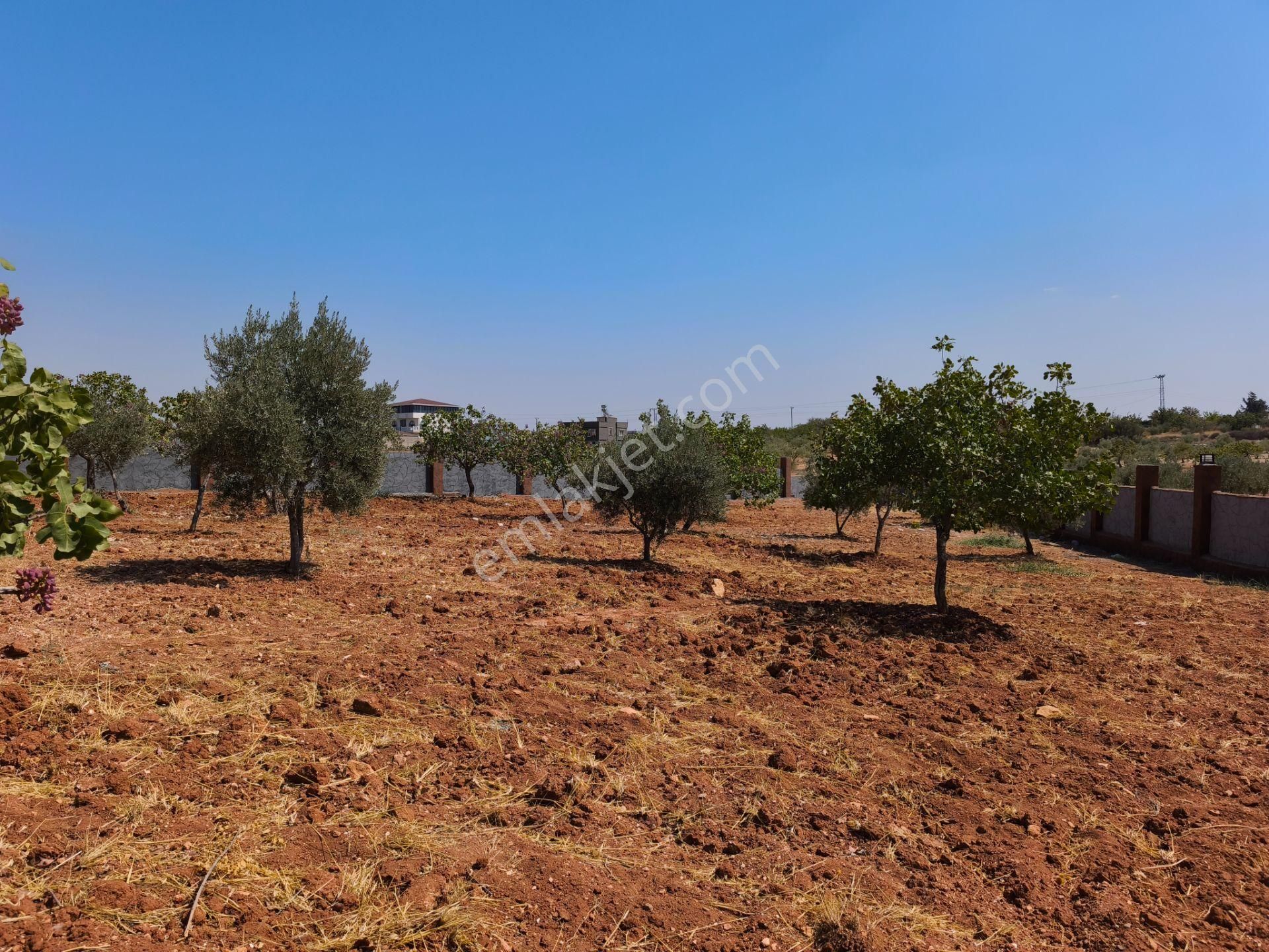 Aktif'den Mükemmel Konumda Bakımlı Bağ Evi... - Görsel 13