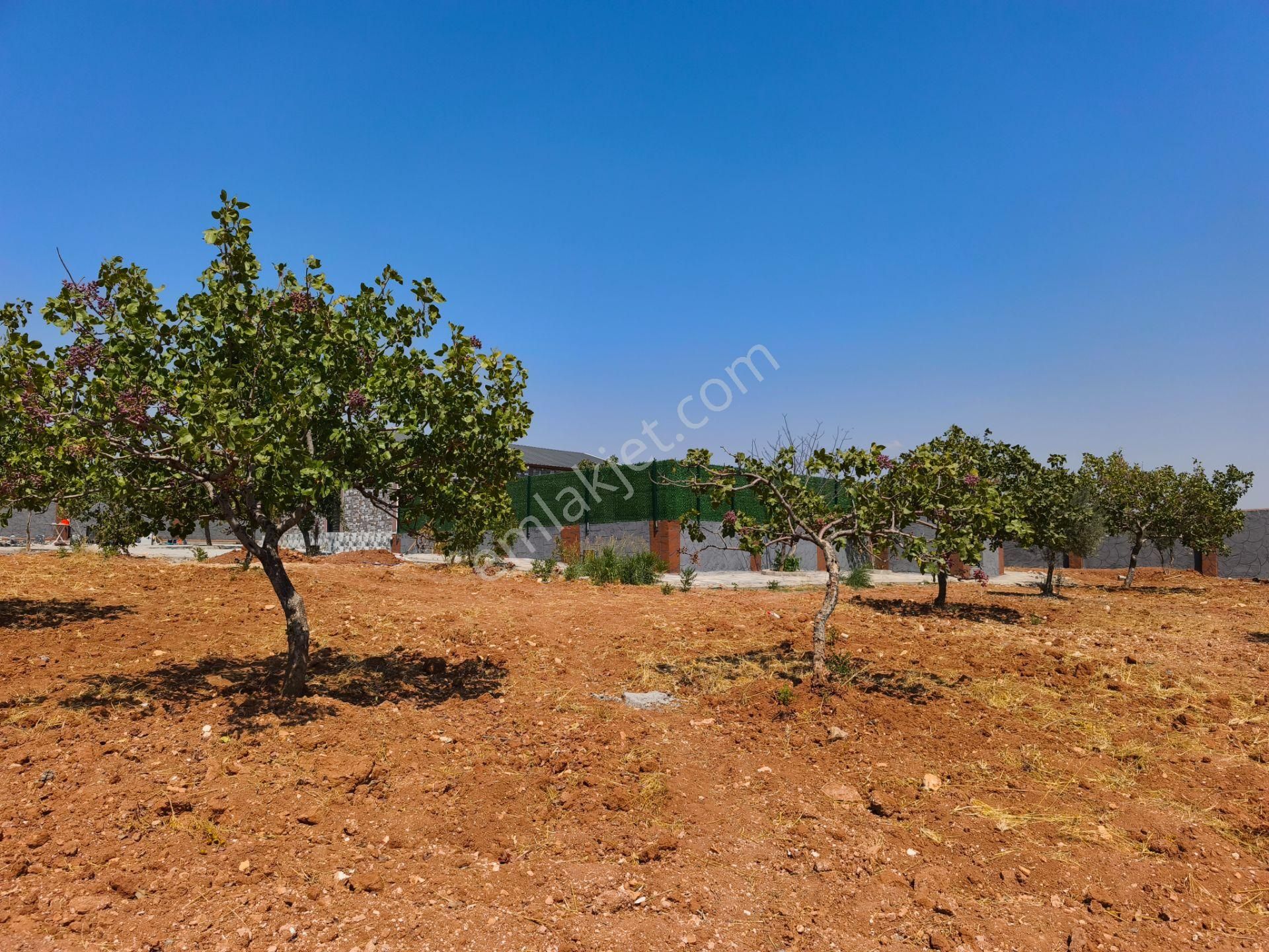 Aktif'den Mükemmel Konumda Bakımlı Bağ Evi... - Görsel 15