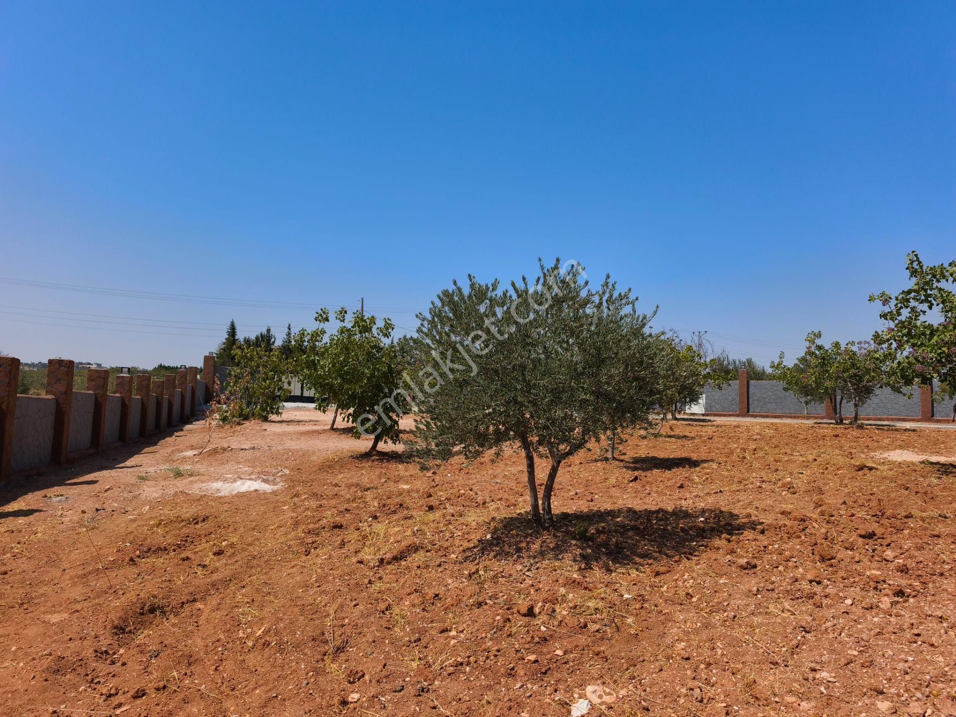 Aktif'den Mükemmel Konumda Bakımlı Bağ Evi... - Görsel 14