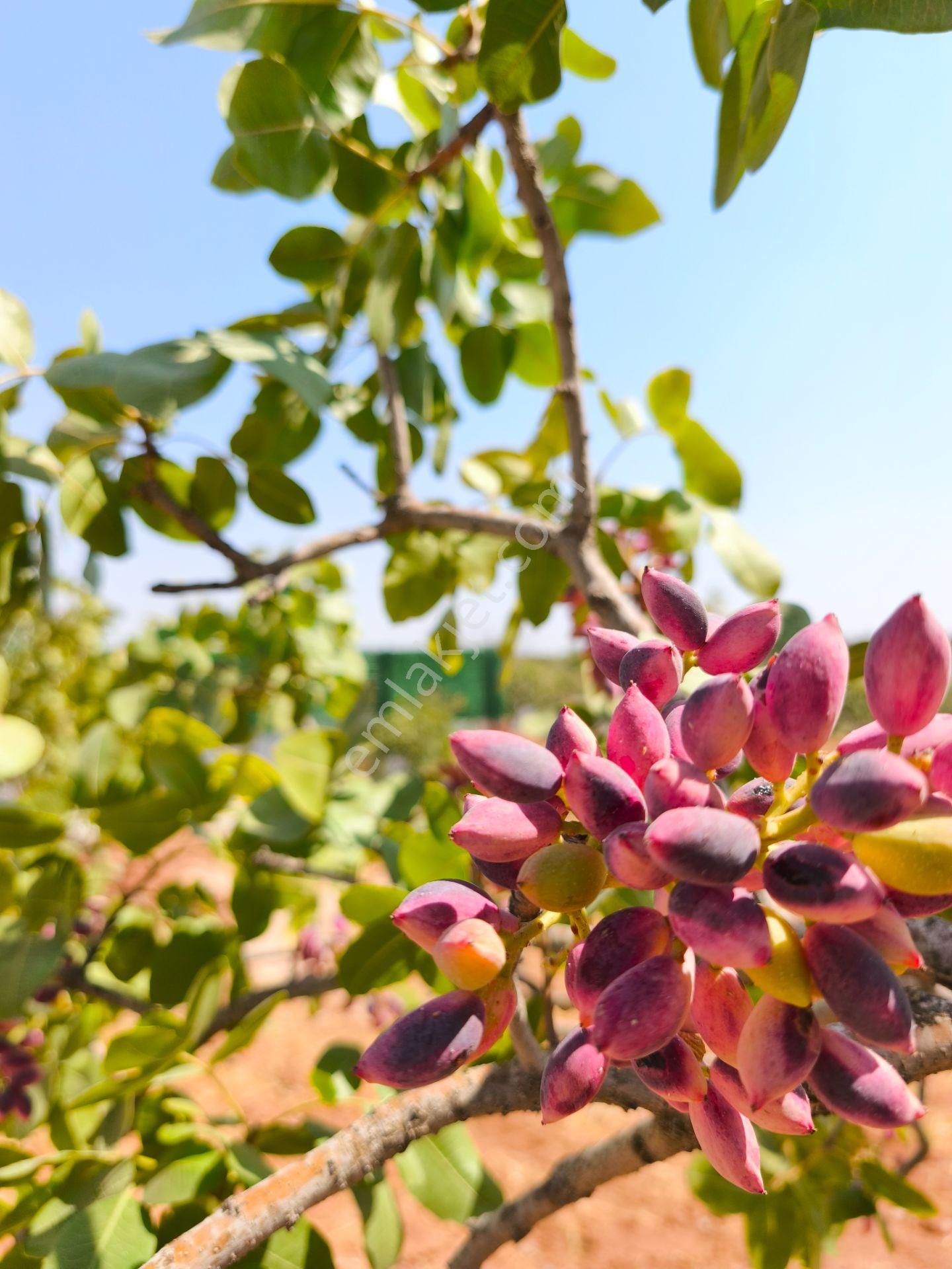 Aktif'den Mükemmel Konumda Bakımlı Bağ Evi... - Görsel 9
