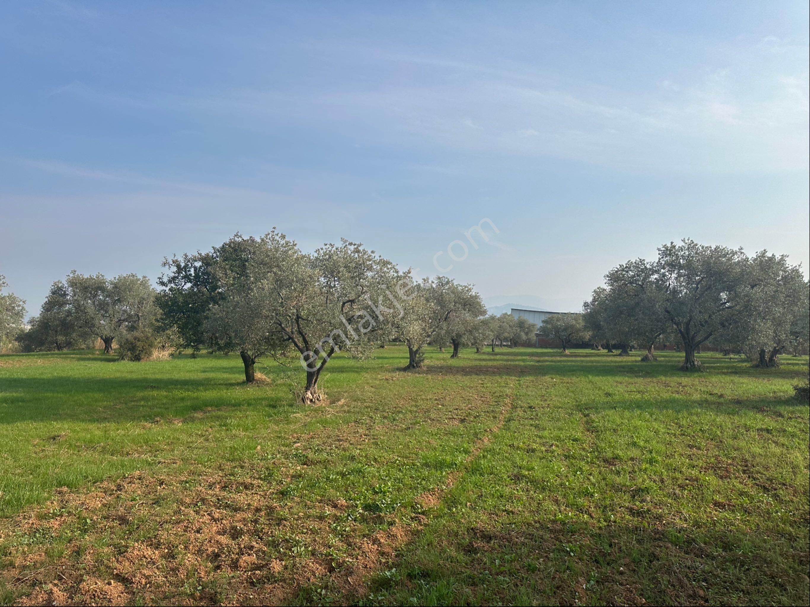 Kemalpaşa Halilbeyli'de Tarımsal Sanayi İmarlı - Görsel 10