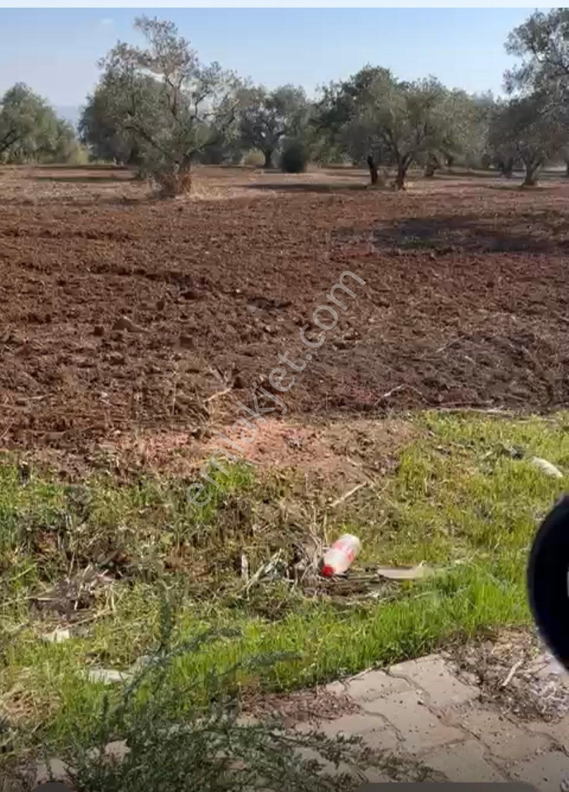 Kemalpaşa Halilbeyli'de Tarımsal Sanayi İmarlı - Görsel 4