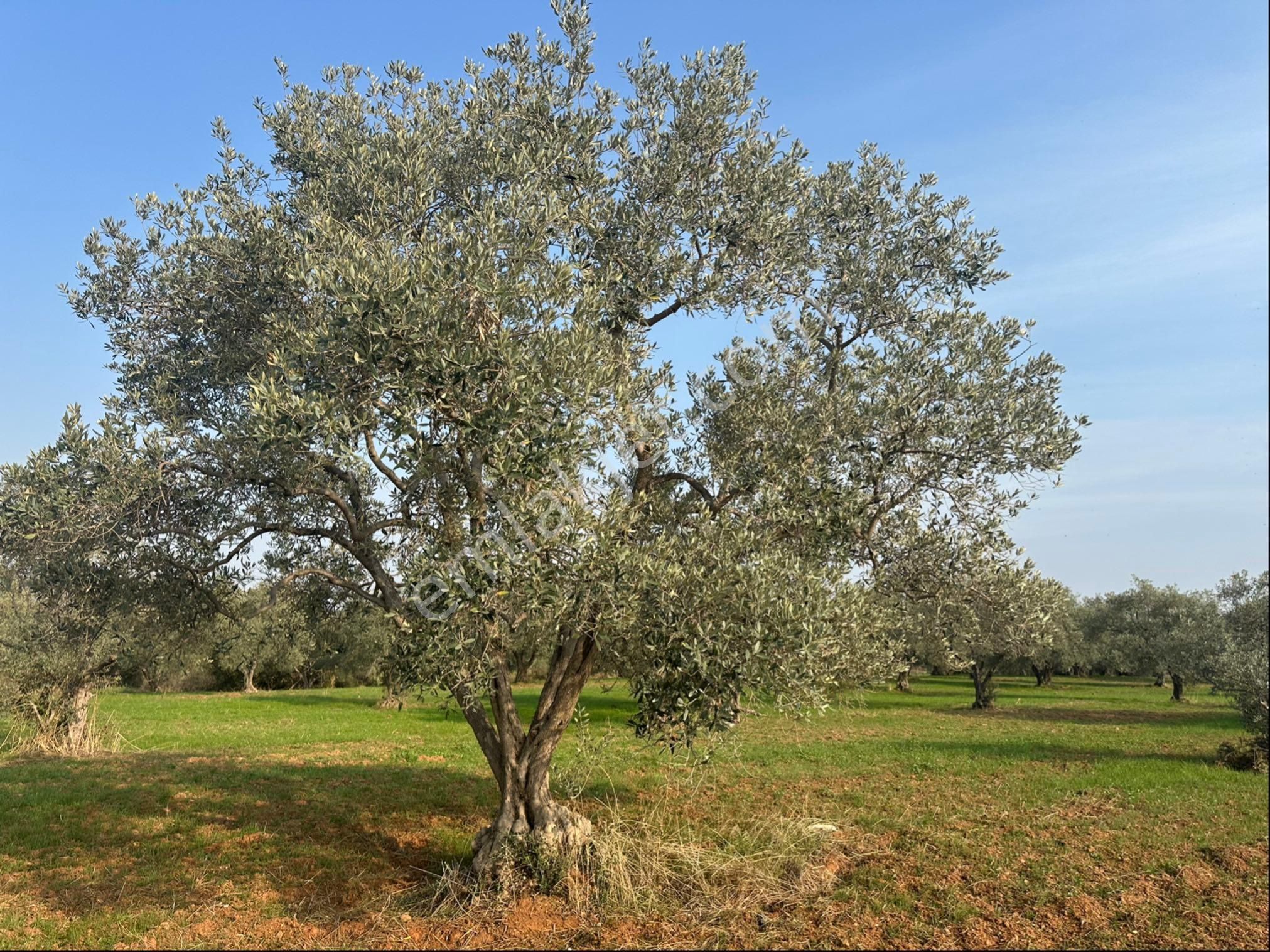 Kemalpaşa Halilbeyli'de Tarımsal Sanayi İmarlı - Görsel 8
