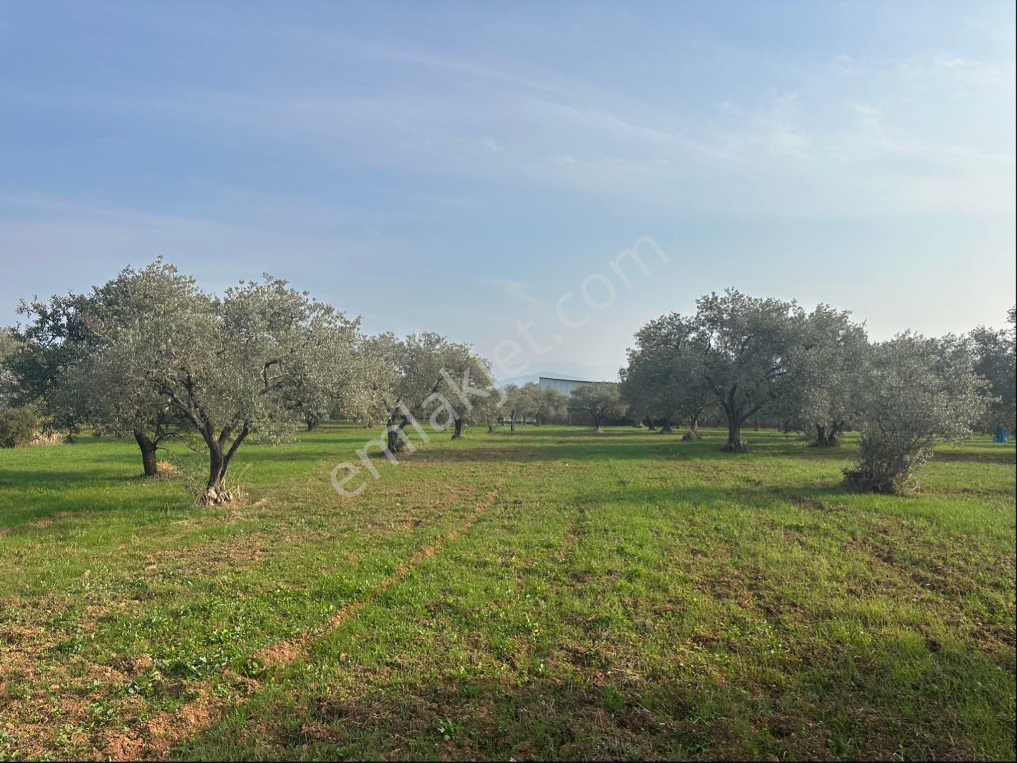 Kemalpaşa Halilbeyli'de Tarımsal Sanayi İmarlı - Görsel 9