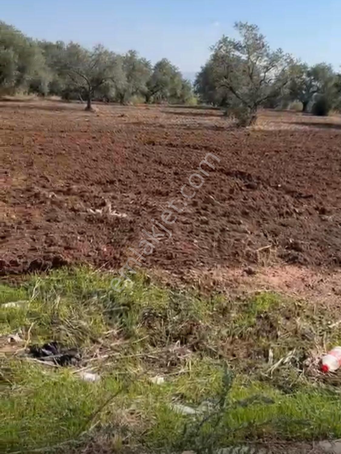 Kemalpaşa Halilbeyli'de Tarımsal Sanayi İmarlı - Görsel 5