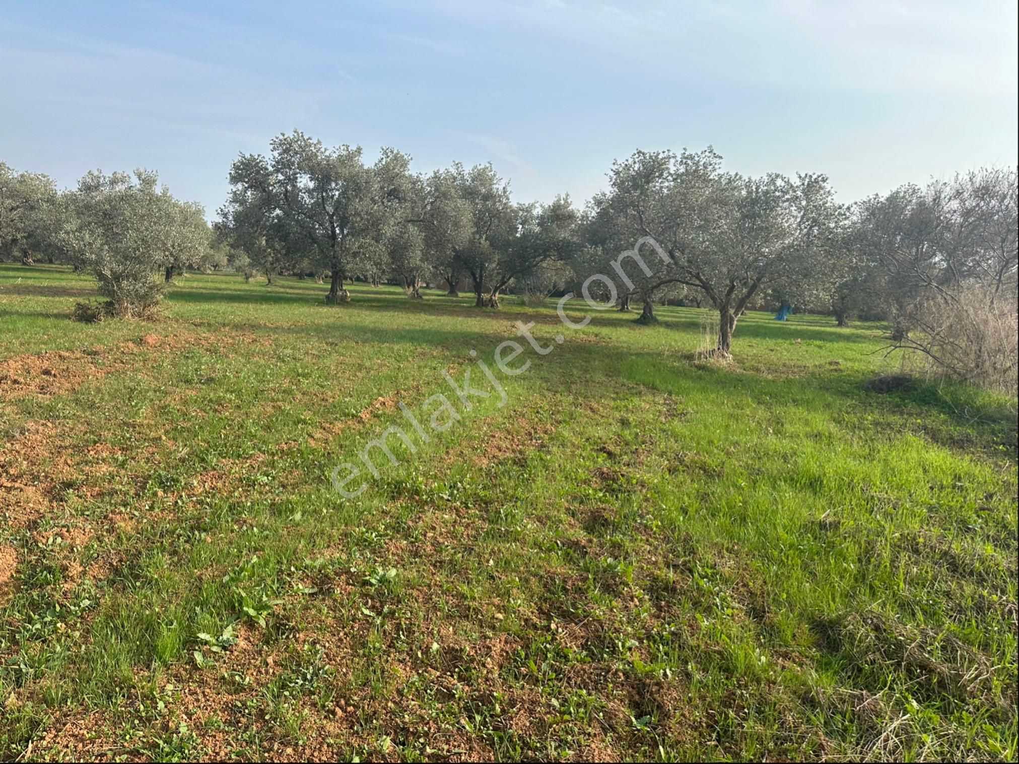 Kemalpaşa Halilbeyli'de Tarımsal Sanayi İmarlı - Görsel 7