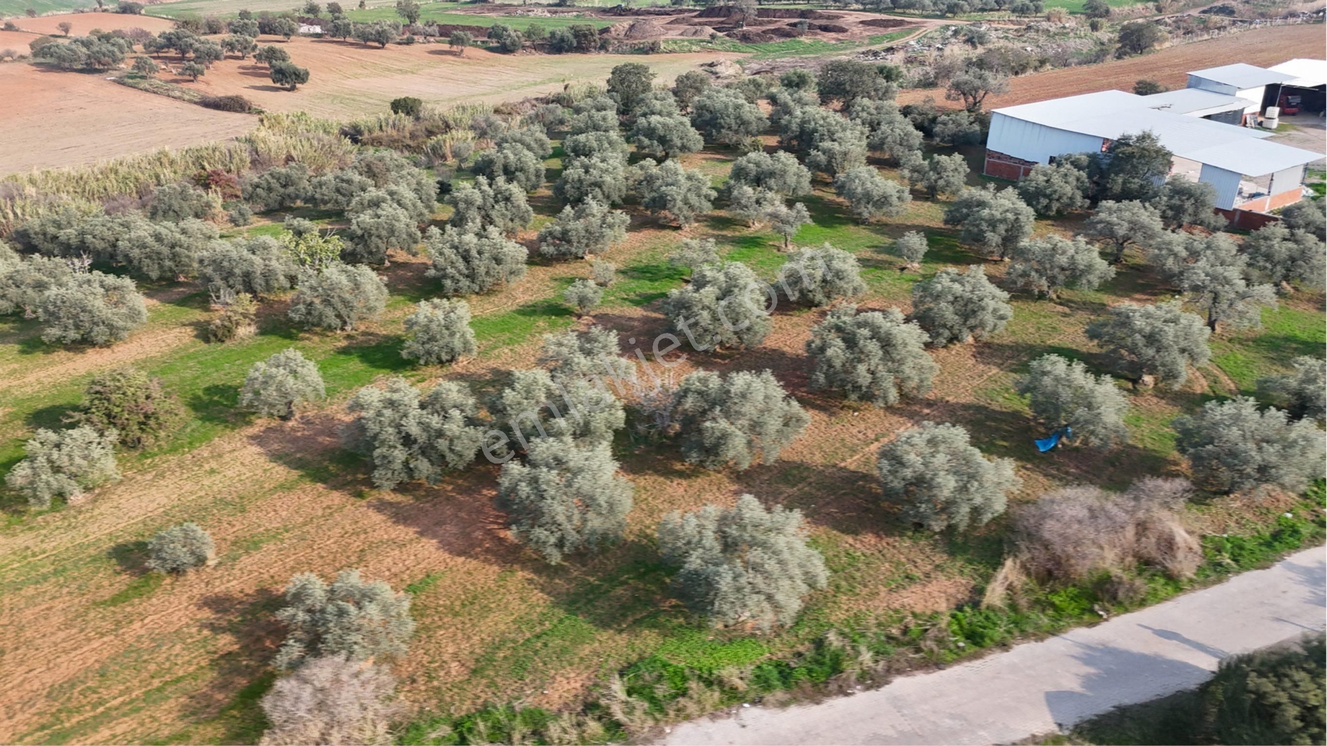 Kemalpaşa Halilbeyli'de Tarımsal Sanayi İmarlı - Görsel 20