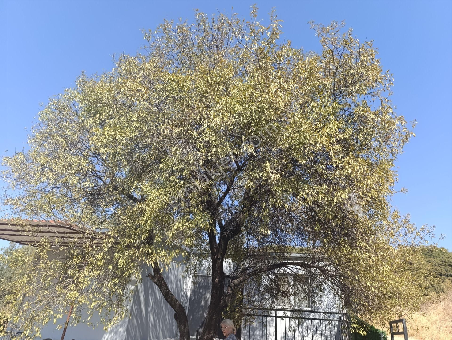 Rose Emlak'tan Satılık Köy Evi - Görsel 4