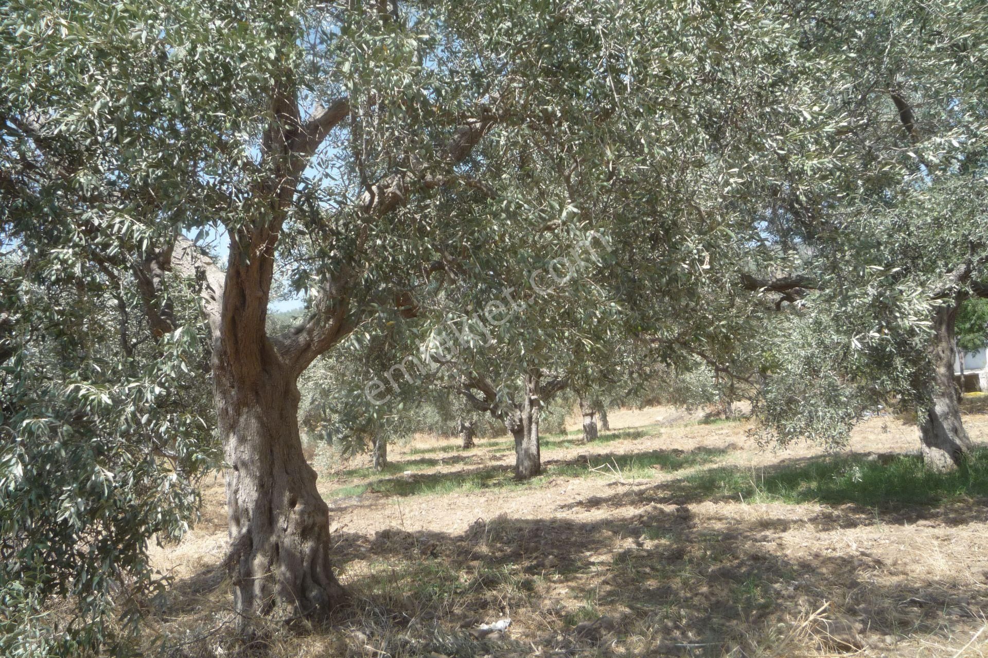 İzmir Torbalı Gold Emlaktan Satılık Kıymetli Mülk - Görsel 18