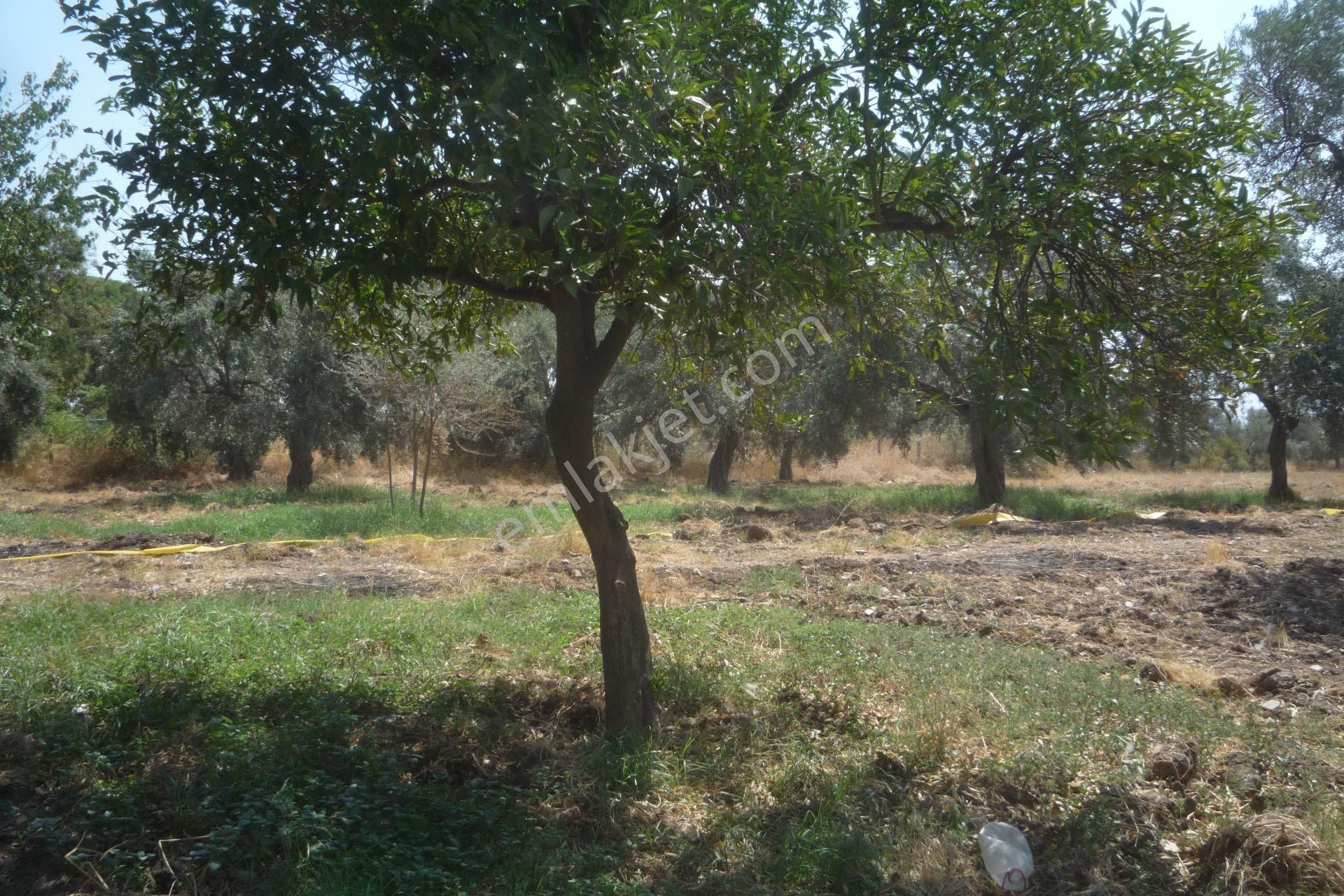 İzmir Torbalı Gold Emlaktan Satılık Kıymetli Mülk - Görsel 13