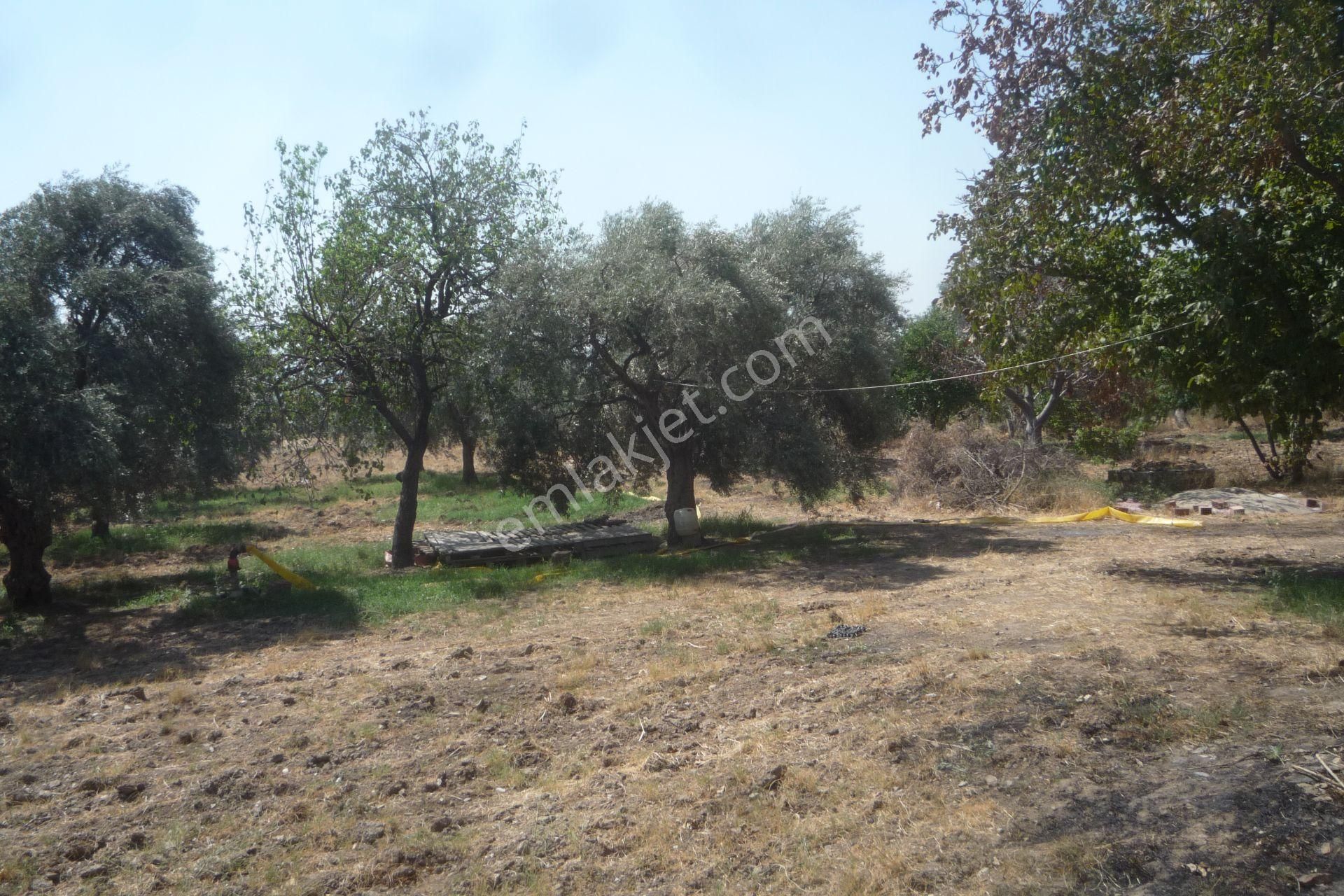 İzmir Torbalı Gold Emlaktan Satılık Kıymetli Mülk - Görsel 4