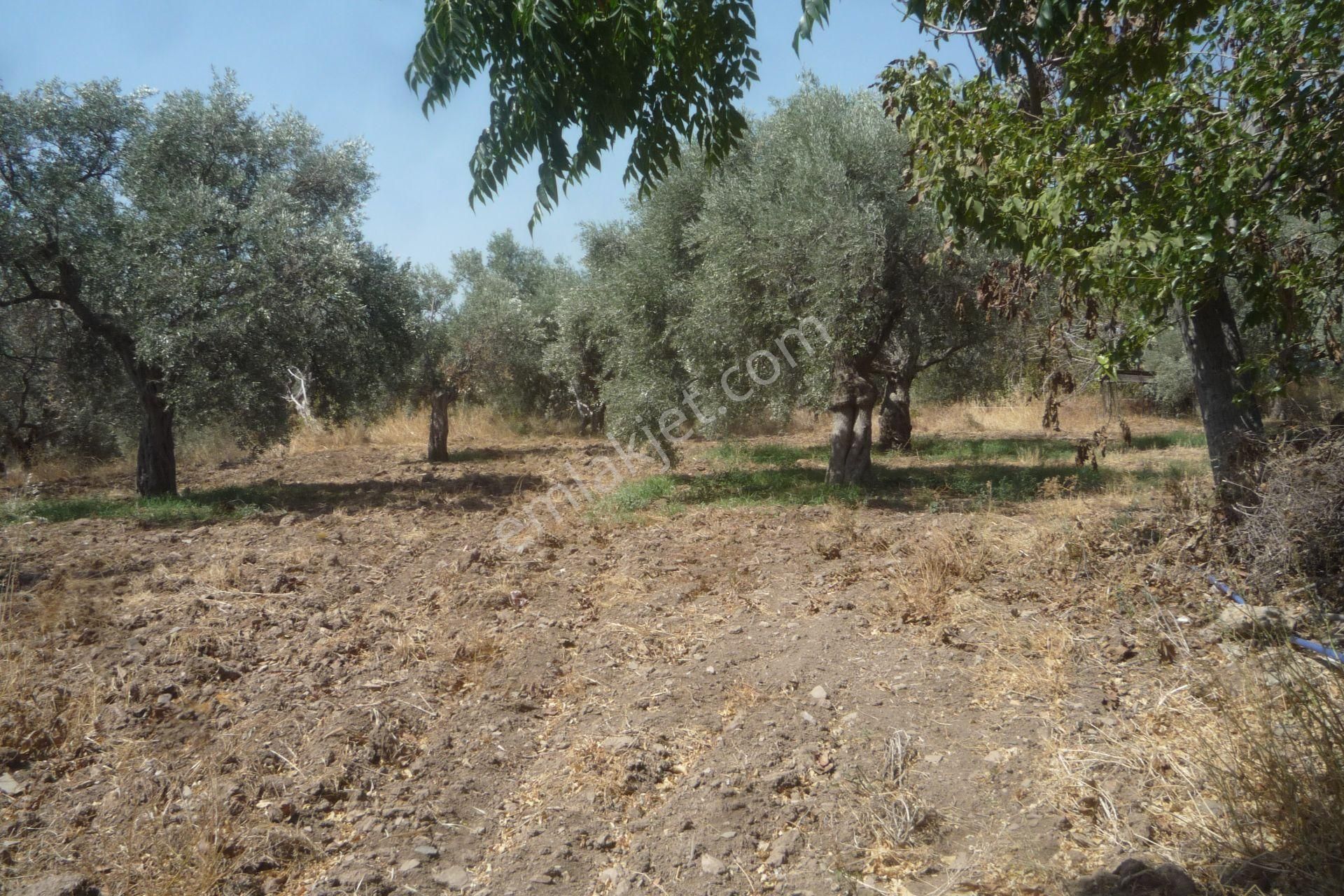 İzmir Torbalı Gold Emlaktan Satılık Kıymetli Mülk - Görsel 11