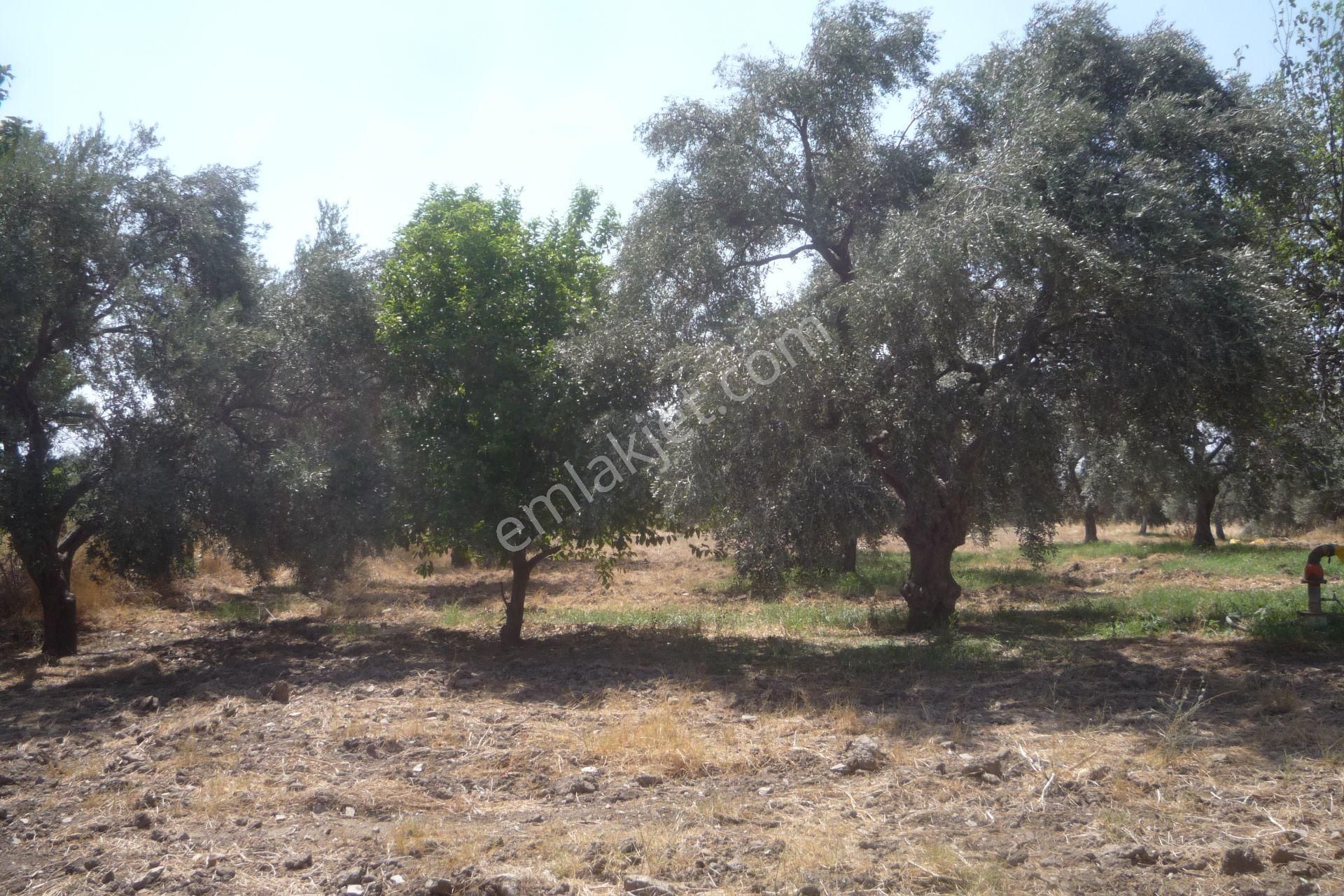 İzmir Torbalı Gold Emlaktan Satılık Kıymetli Mülk - Görsel 7