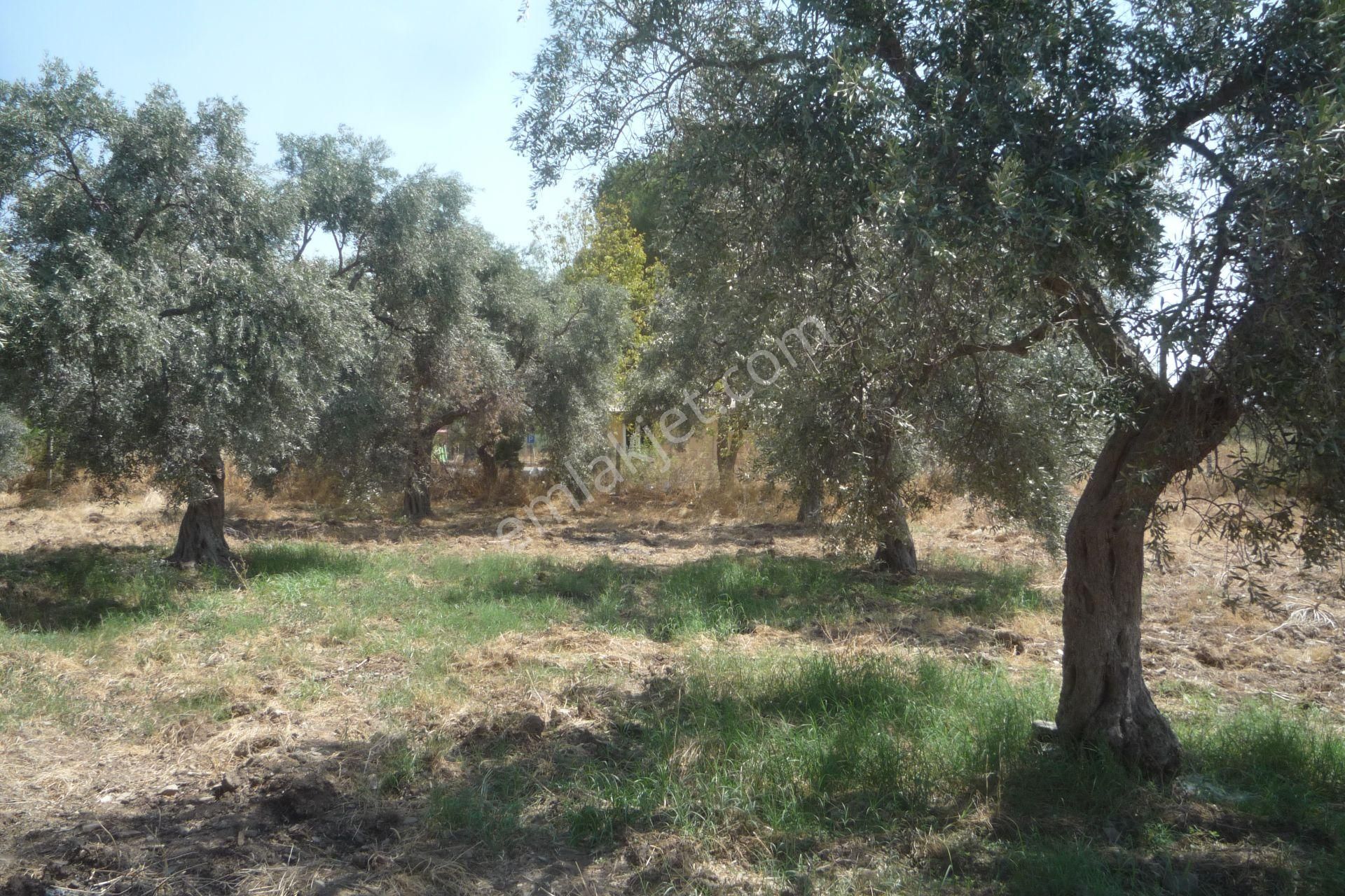 İzmir Torbalı Gold Emlaktan Satılık Kıymetli Mülk - Görsel 16