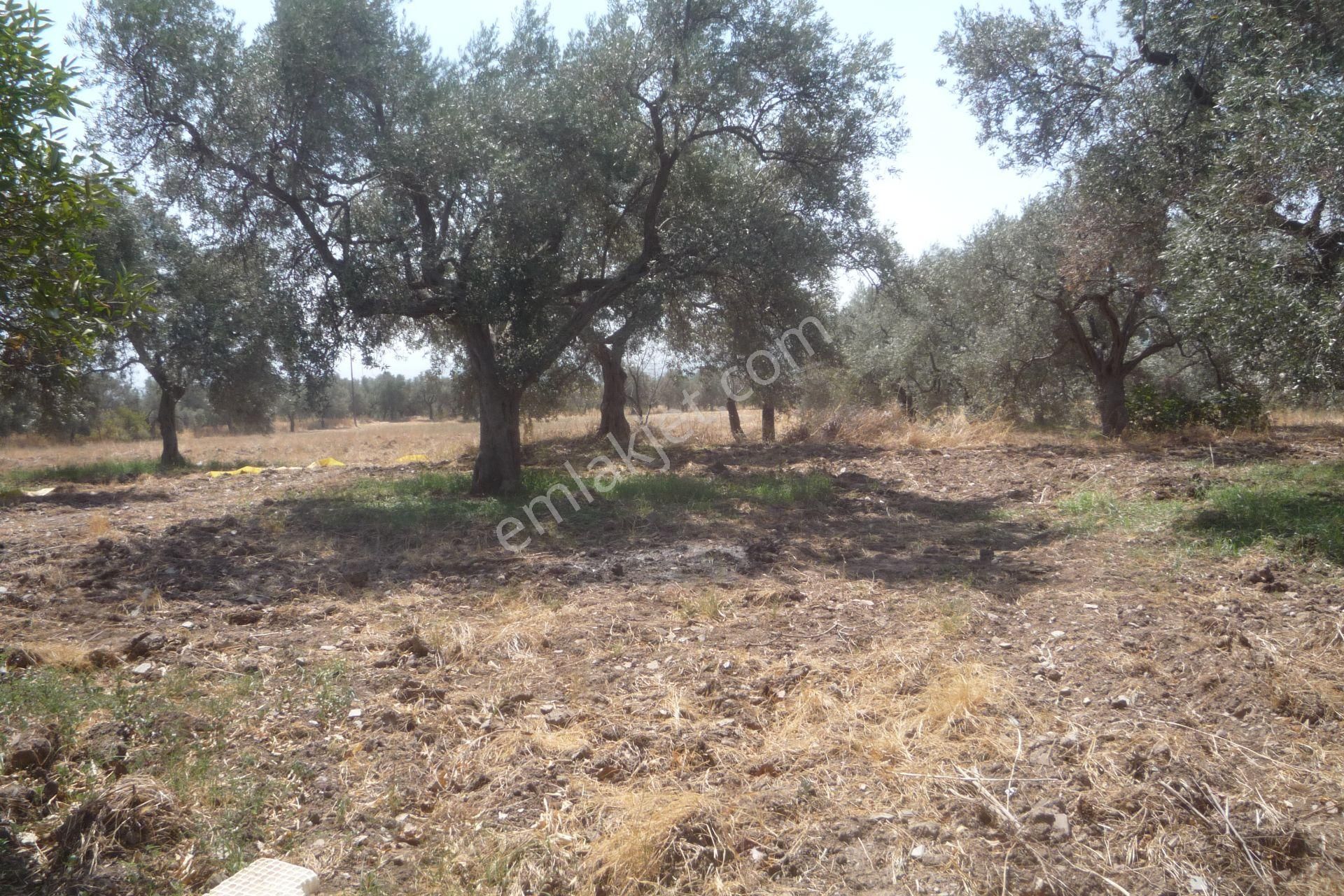 İzmir Torbalı Gold Emlaktan Satılık Kıymetli Mülk - Görsel 12