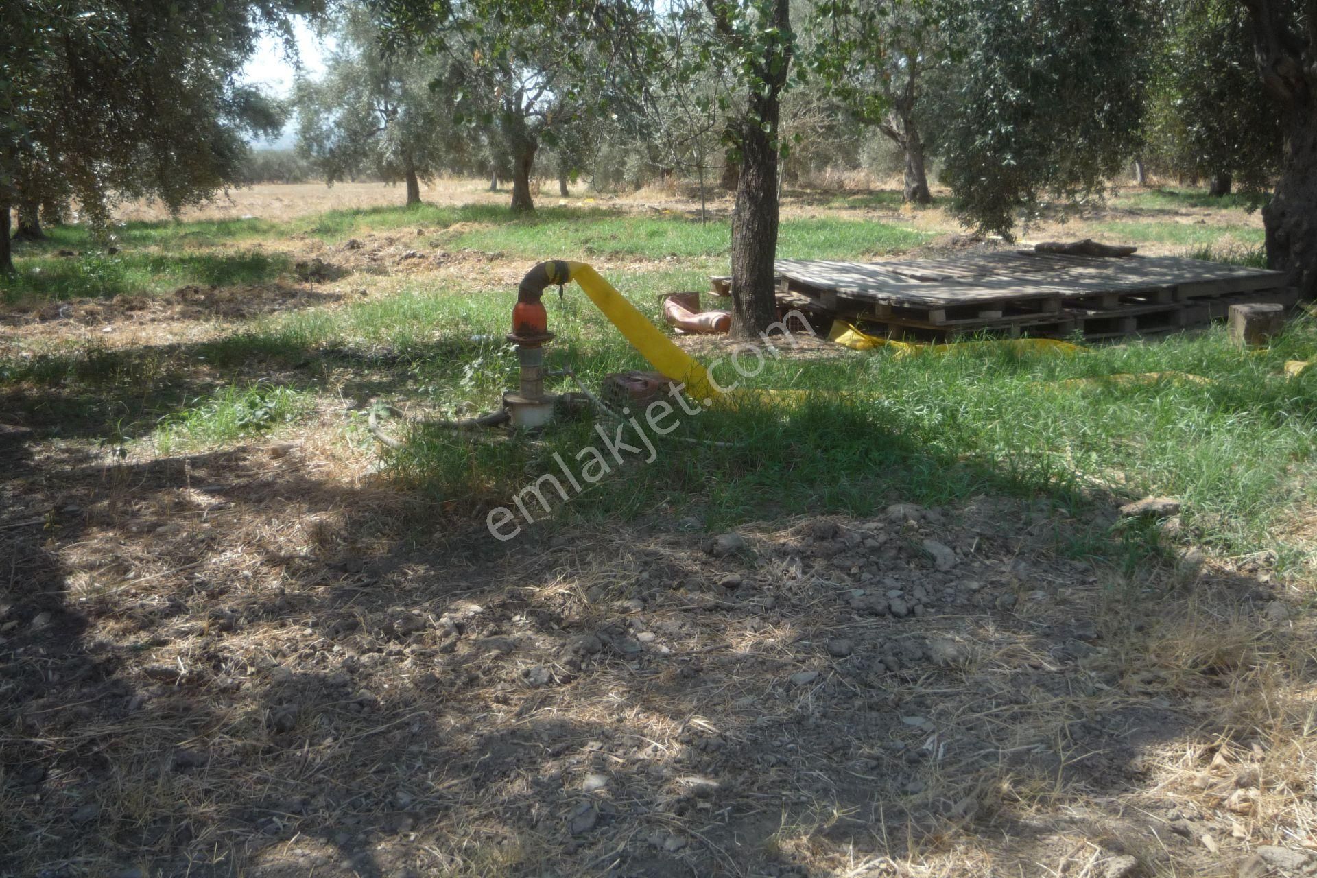 İzmir Torbalı Gold Emlaktan Satılık Kıymetli Mülk - Görsel 9