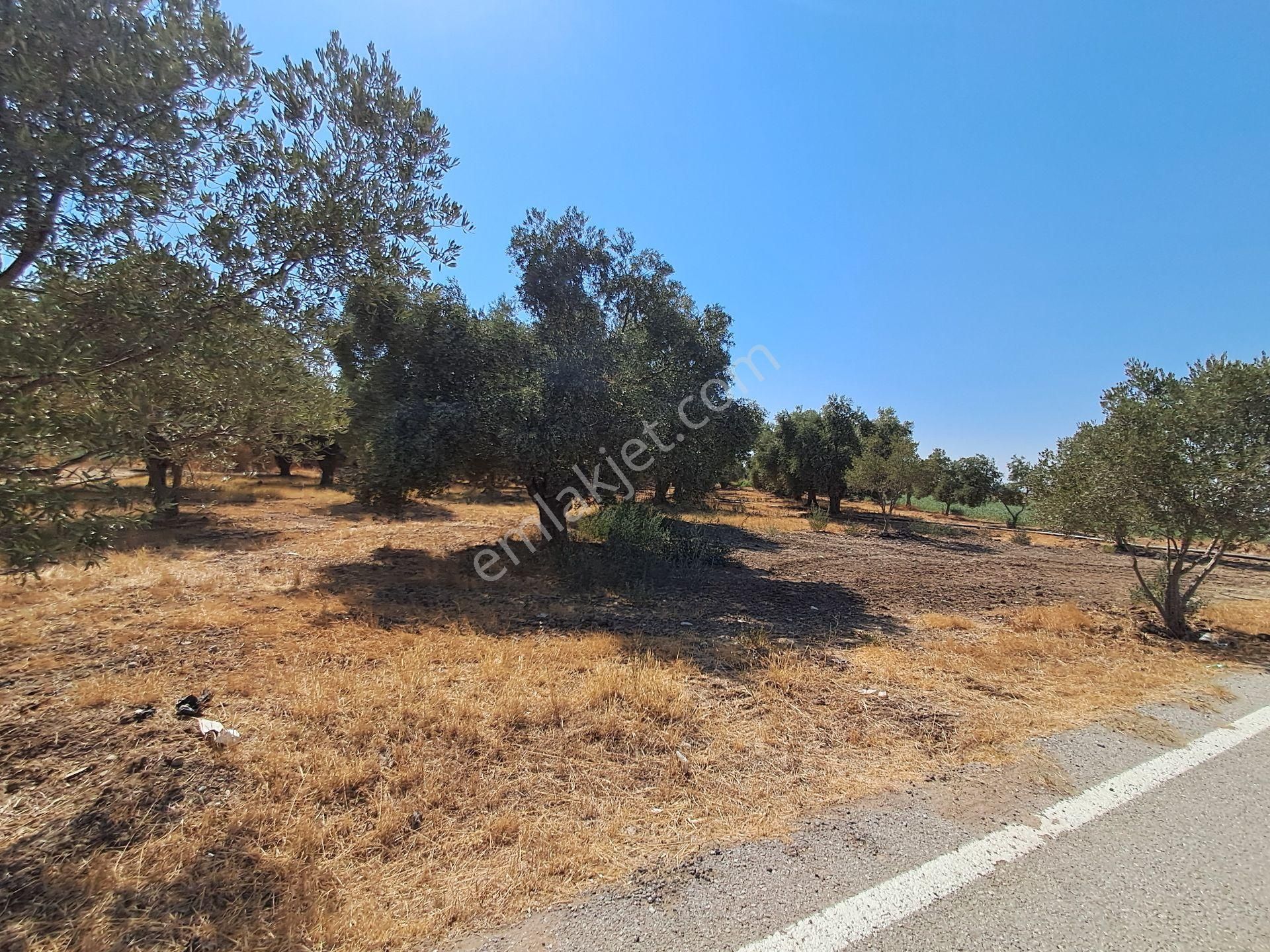 İzmir Torbalı Gold Emlaktan Satılık Kıymetli Zeytinli Tarla - Görsel 8