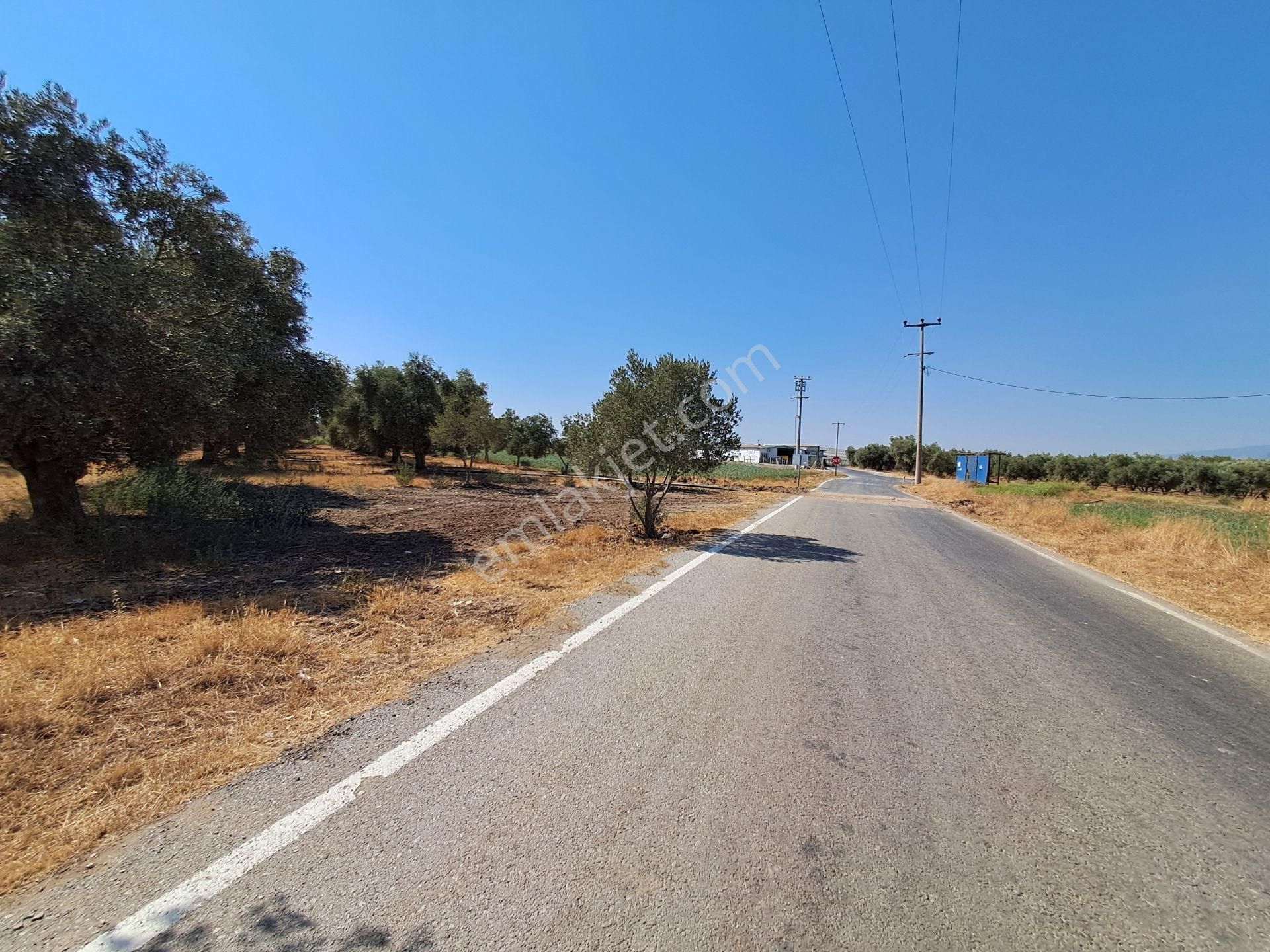 İzmir Torbalı Gold Emlaktan Satılık Kıymetli Zeytinli Tarla - Görsel 7