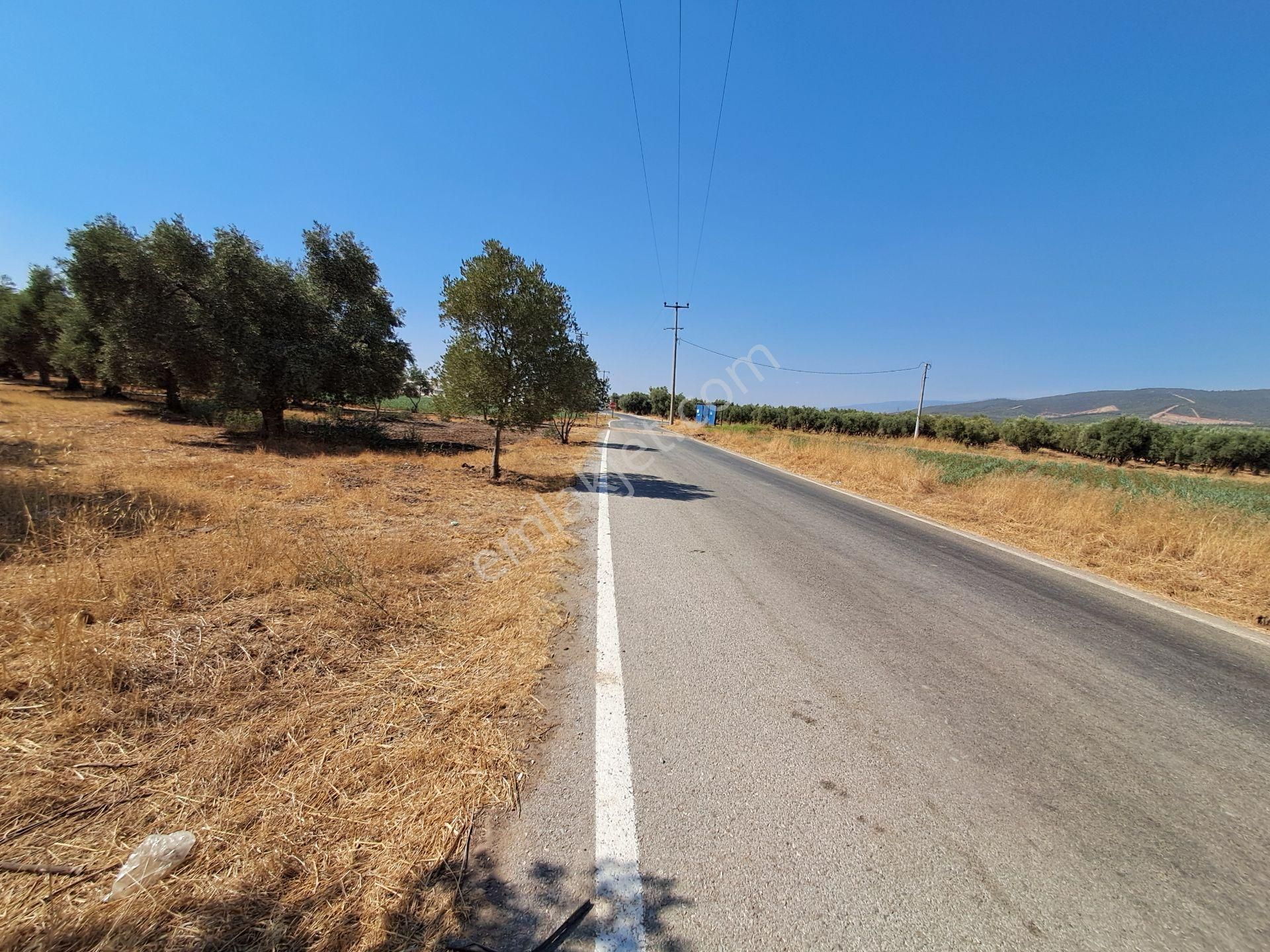 İzmir Torbalı Gold Emlaktan Satılık Kıymetli Zeytinli Tarla - Görsel 3