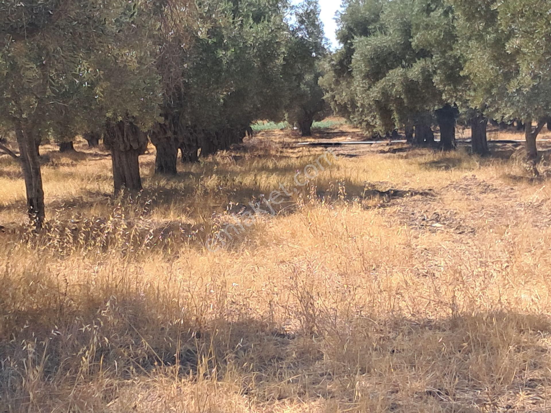 İzmir Torbalı Gold Emlaktan Satılık Kıymetli Zeytinli Tarla - Görsel 2