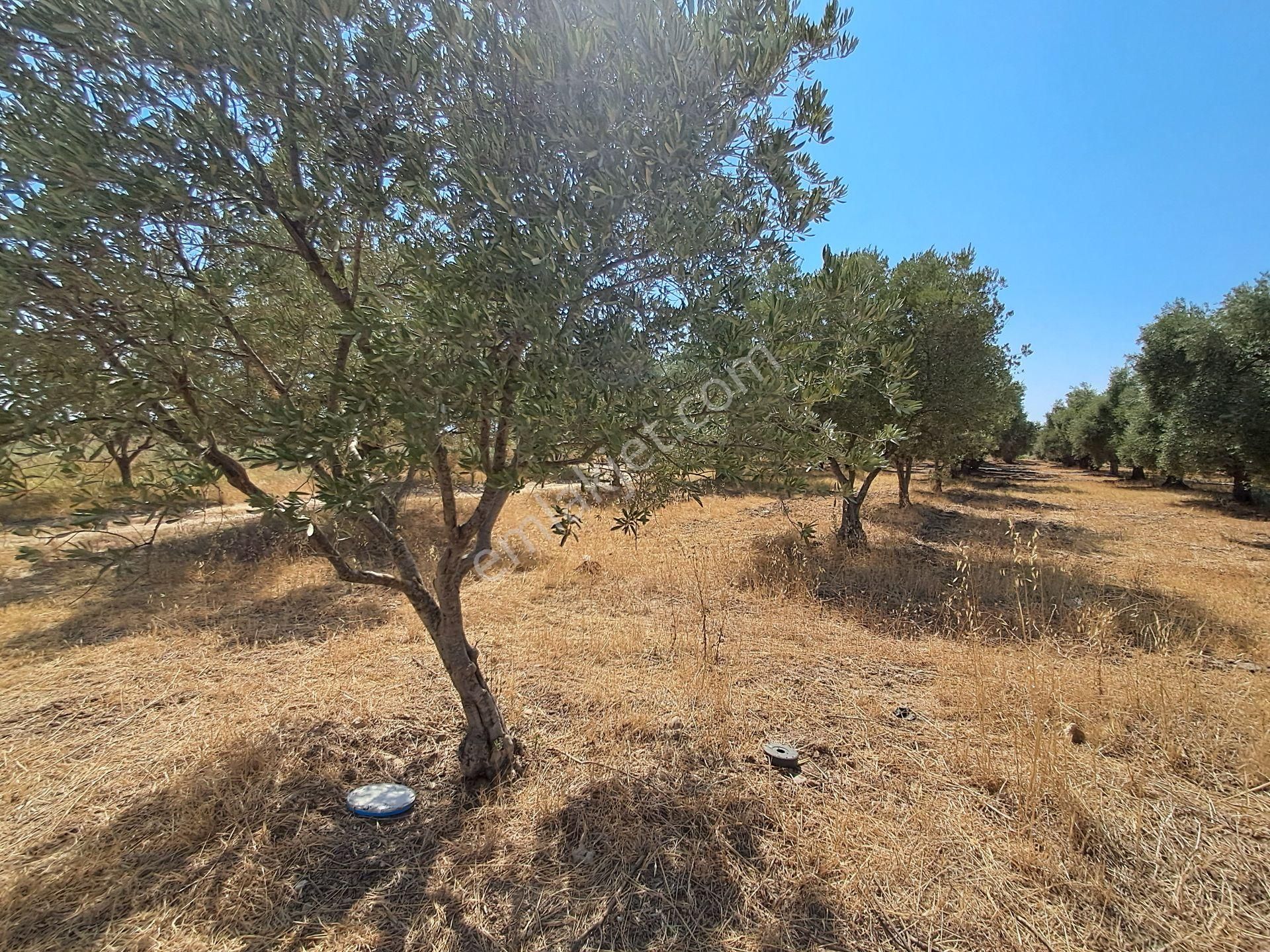 İzmir Torbalı Gold Emlaktan Satılık Kıymetli Zeytinli Tarla - Görsel 5