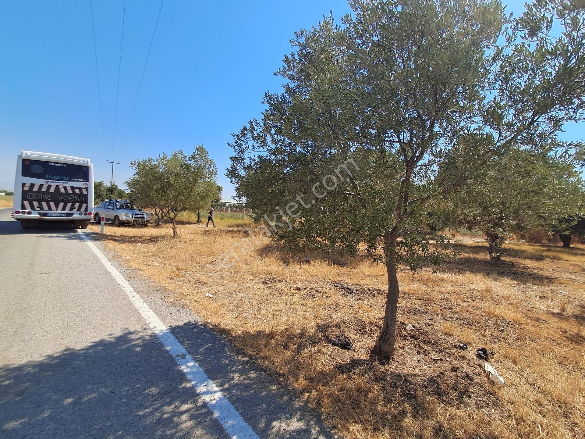 İzmir Torbalı Gold Emlaktan Satılık Kıymetli Zeytinli Tarla - Görsel 9