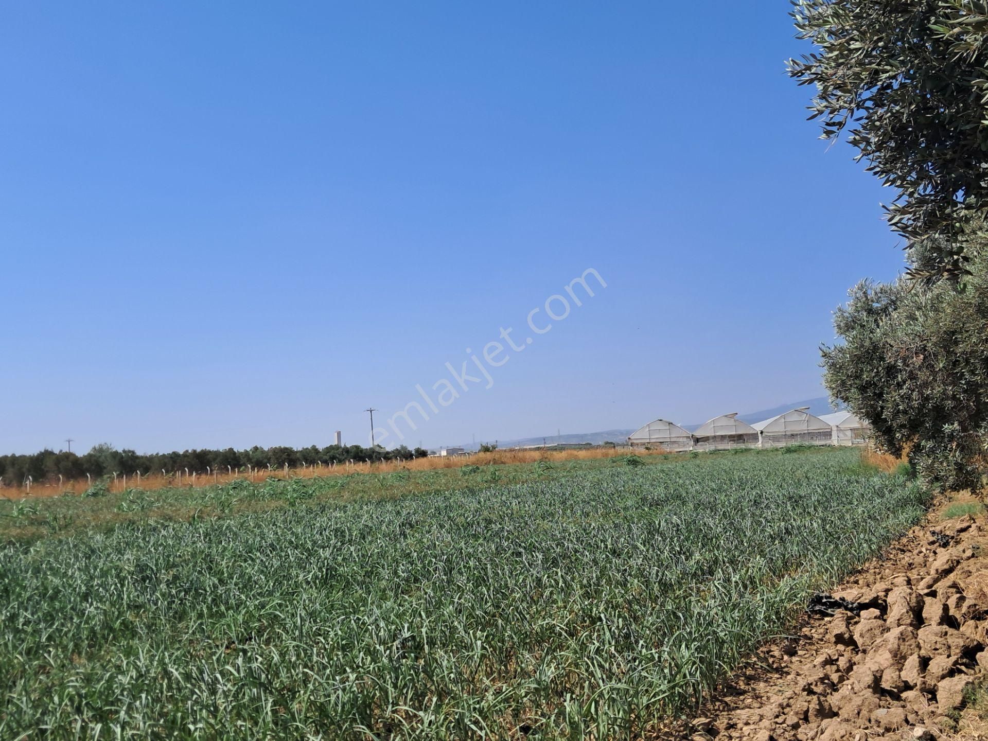 İzmir Torbalı Gold Emlaktan Satılık Zeytinlik - Görsel 5