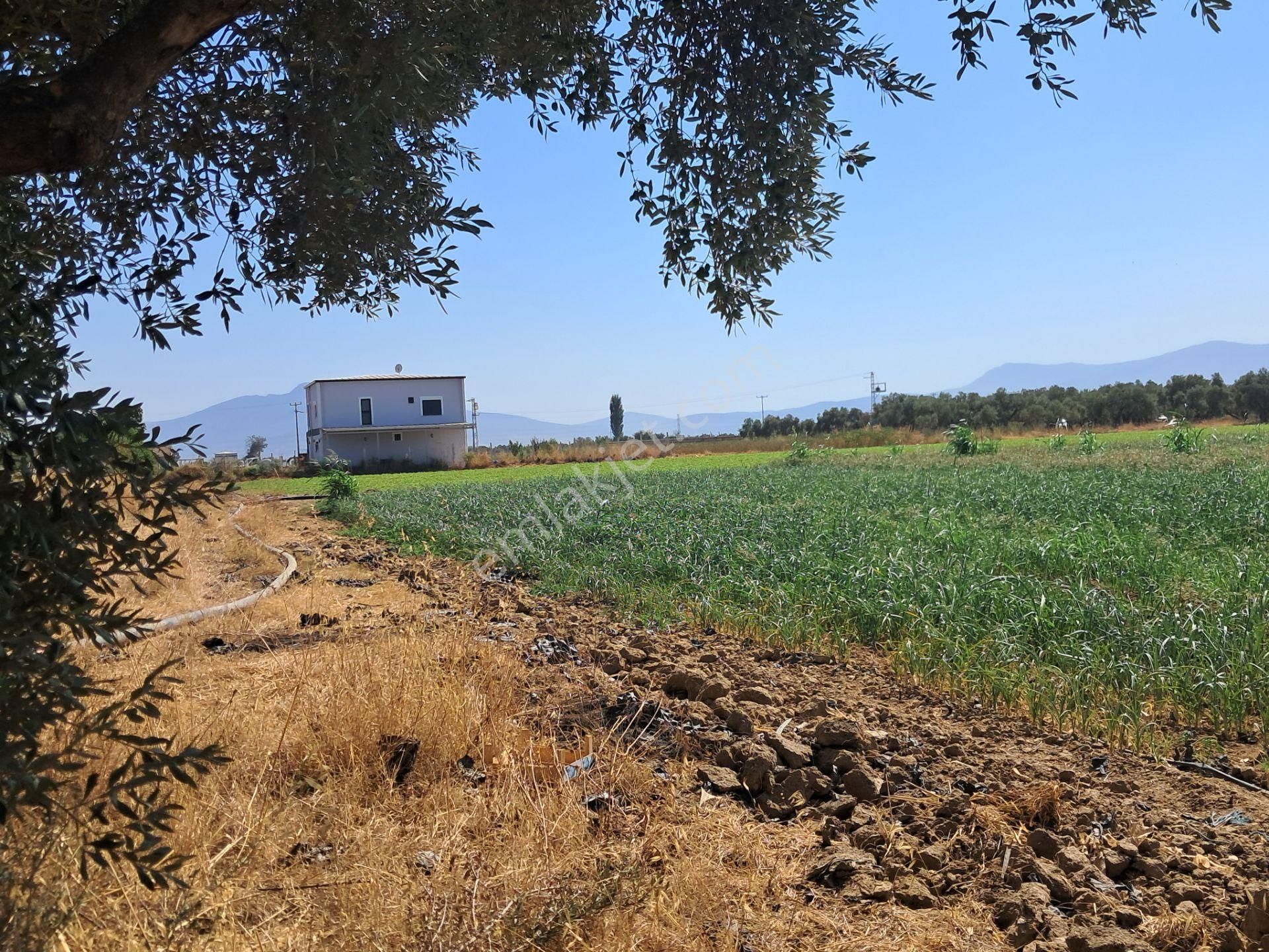 İzmir Torbalı Gold Emlaktan Satılık Zeytinlik - Görsel 4