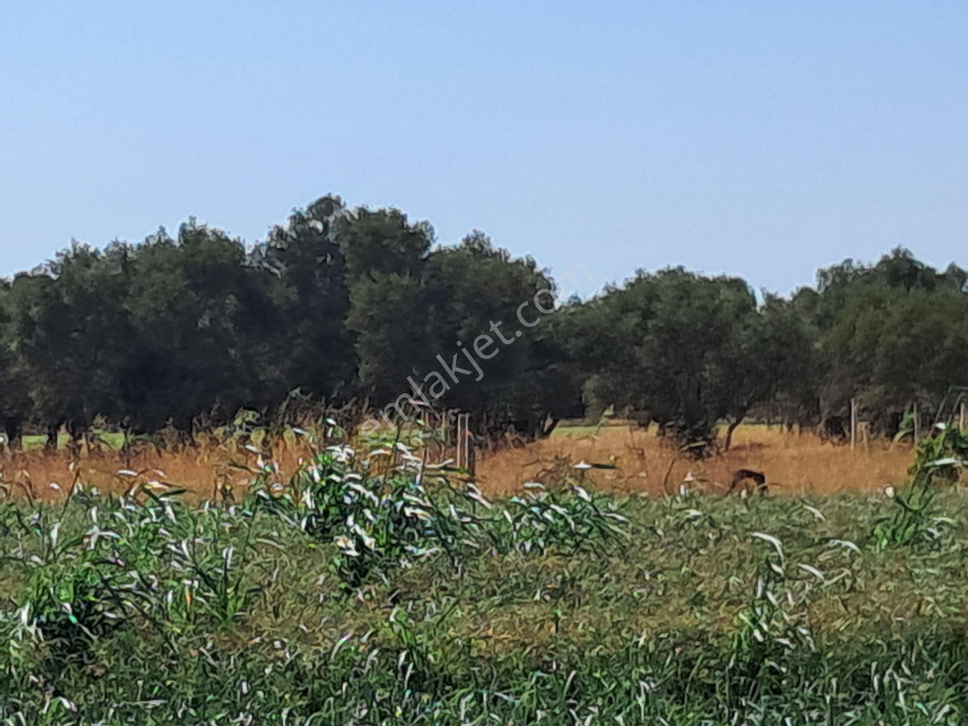 İzmir Torbalı Gold Emlaktan Satılık Zeytinlik - Görsel 2