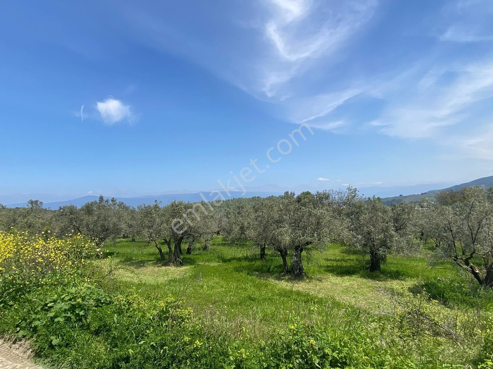 Mudanya Aydınpınar'da Kapital'den 3255 M2 Zeytinlik - Görsel 4