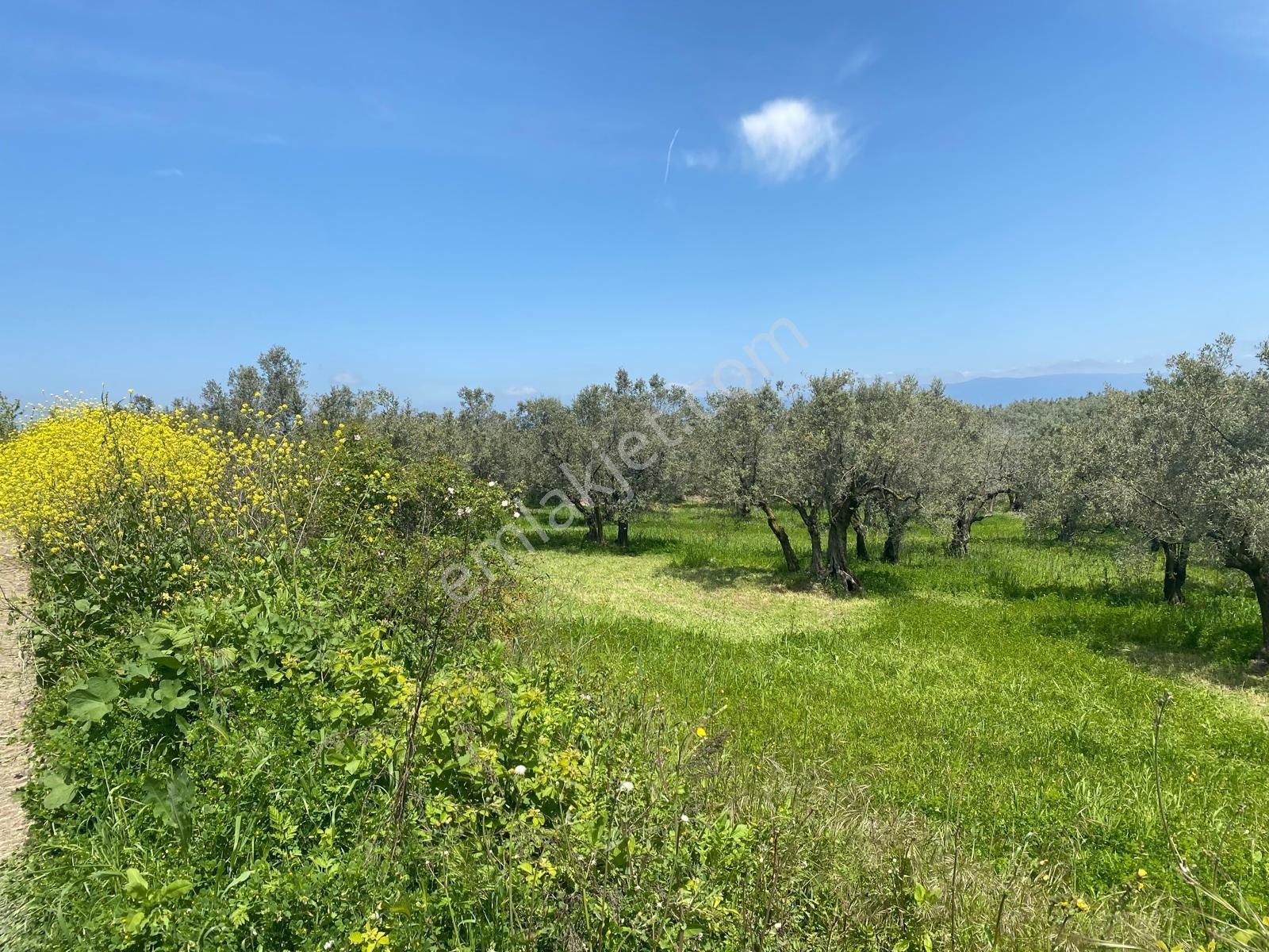 Mudanya Aydınpınar'da Kapital'den 3255 M2 Zeytinlik - Görsel 3