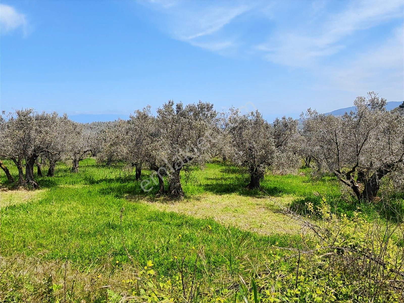 Mudanya Aydınpınar'da Kapital'den 3255 M2 Zeytinlik - Görsel 5