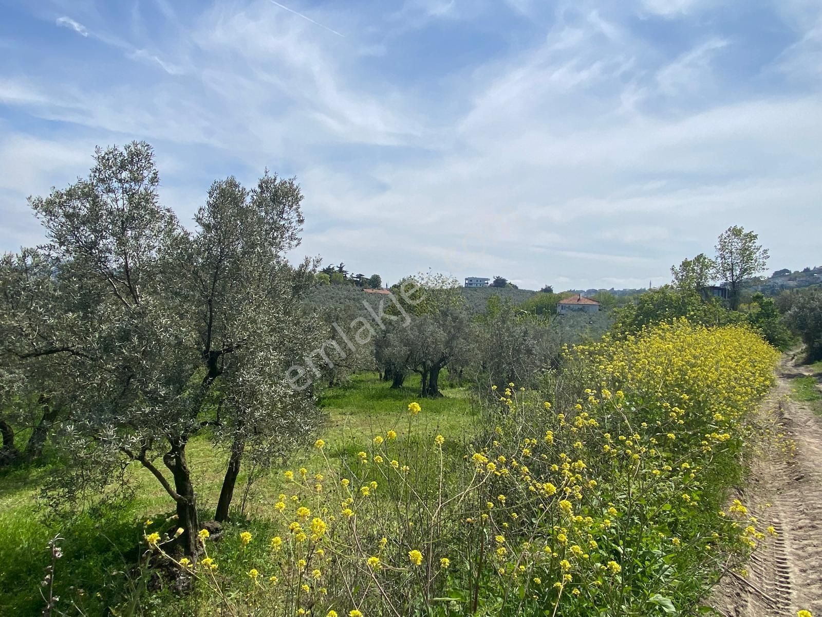 Mudanya Aydınpınar'da Kapital'den 3255 M2 Zeytinlik - Görsel 2
