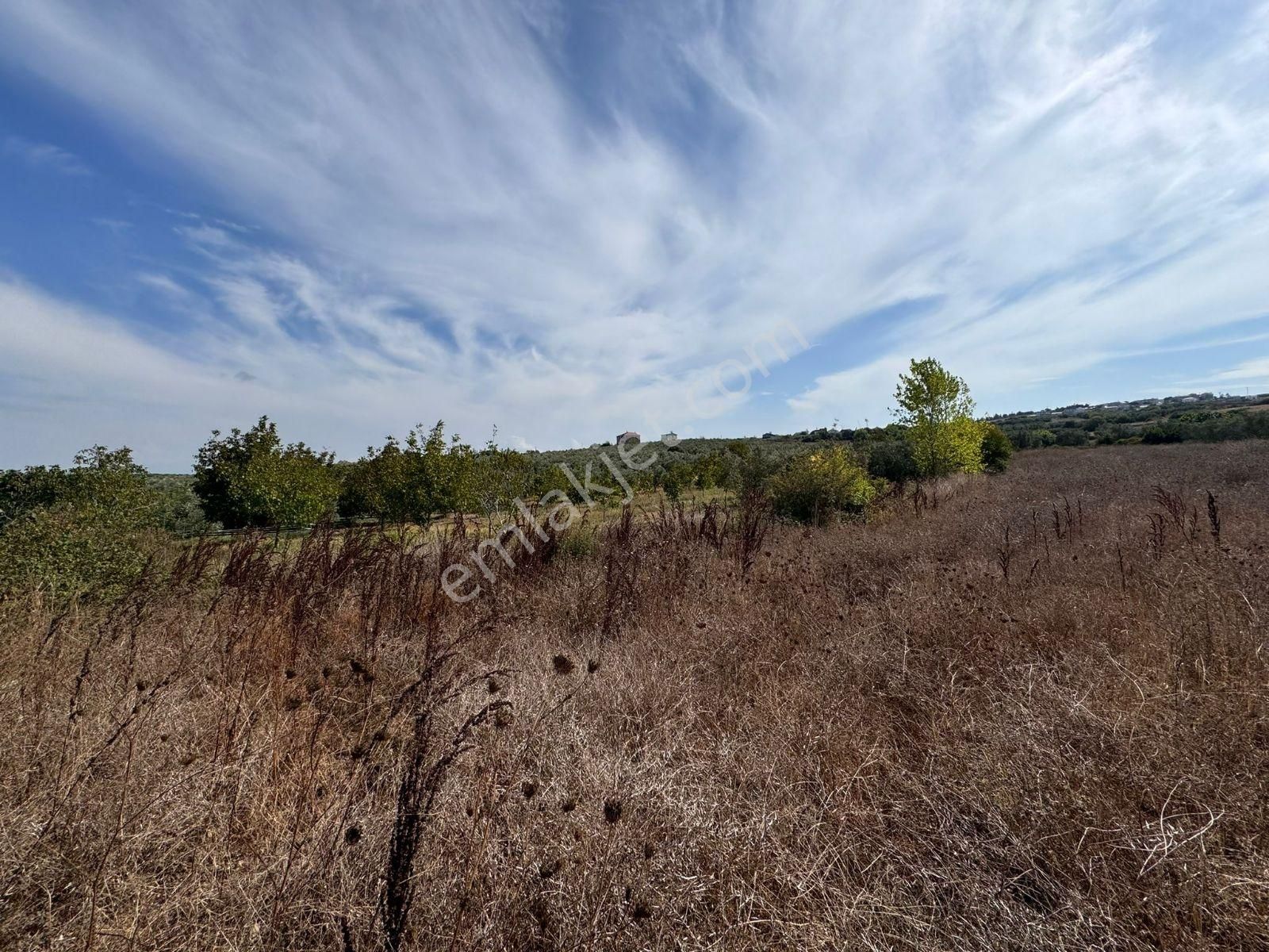 Mudanya Söğütpınar'da Kapital'denmüstakil Tapu 2702m2 Zeytinlik - Görsel 17