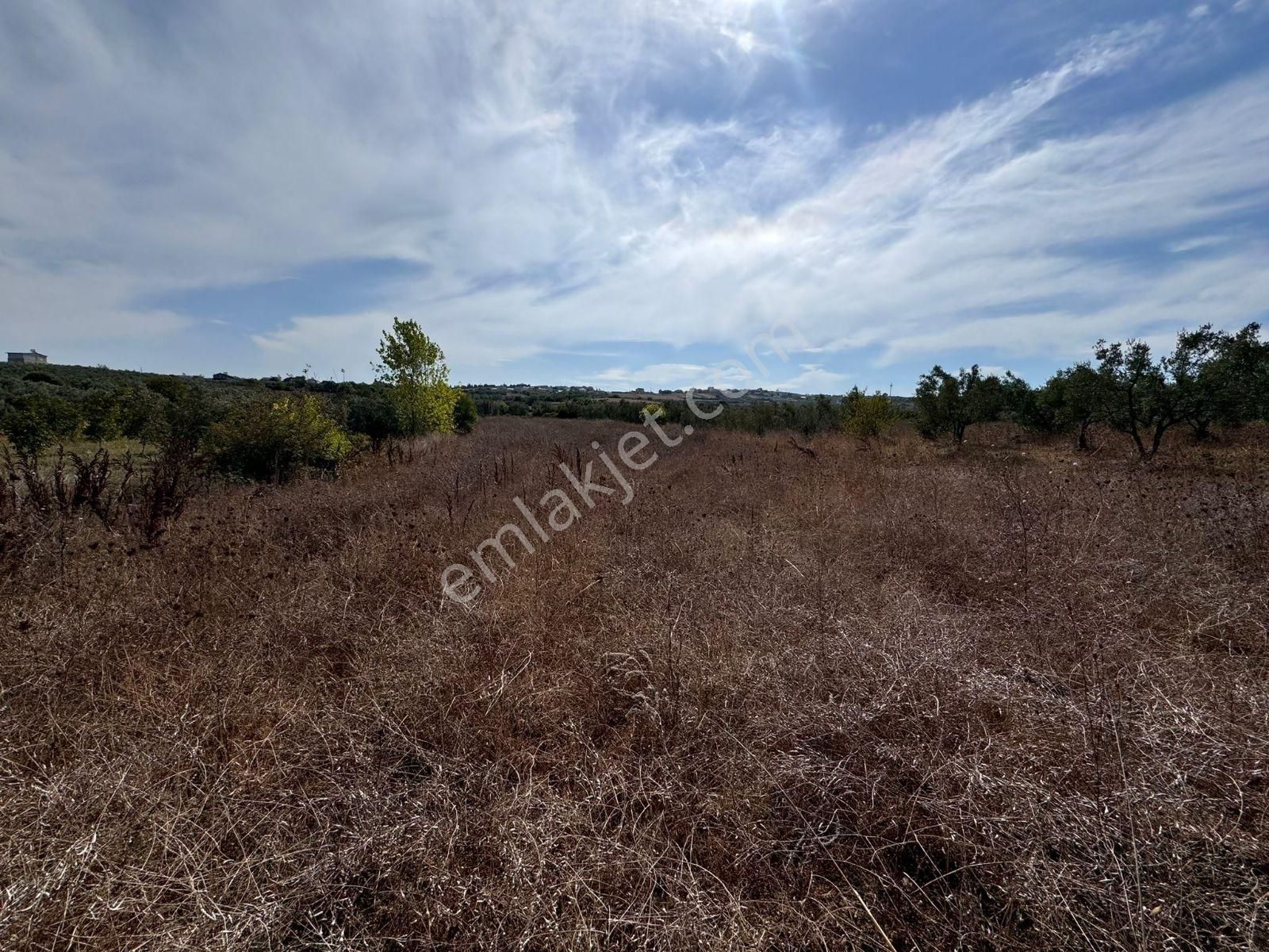 Mudanya Söğütpınar'da Kapital'denmüstakil Tapu 2702m2 Zeytinlik - Görsel 9