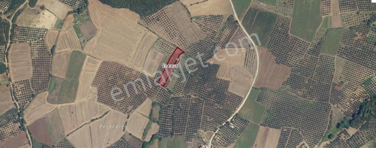 Mudanya Söğütpınar'da Kapital'denmüstakil Tapu 2702m2 Zeytinlik - Görsel 11