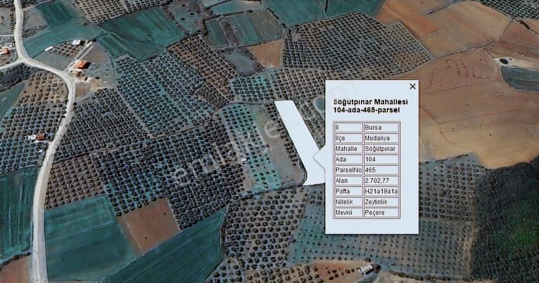 Mudanya Söğütpınar'da Kapital'denmüstakil Tapu 2702m2 Zeytinlik - Görsel 12