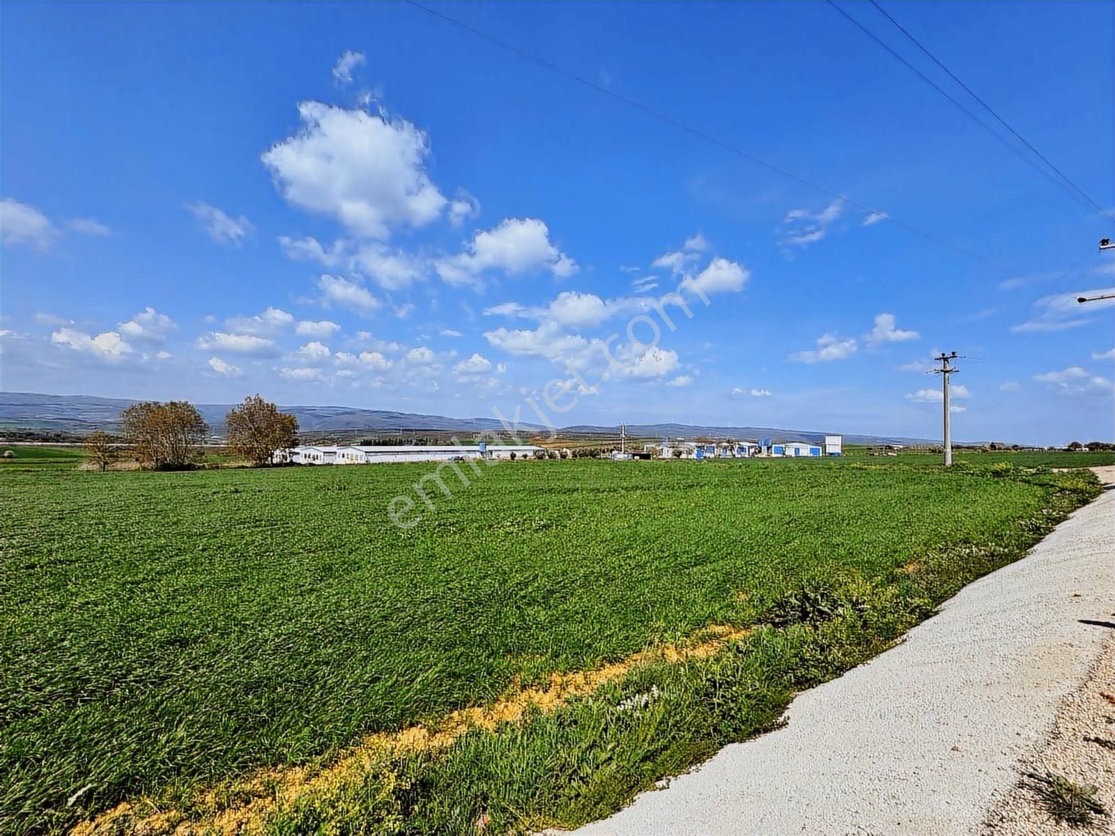 Bursa Karacabeyde Kapitalden Yatırımlıık Fırsat Tarla