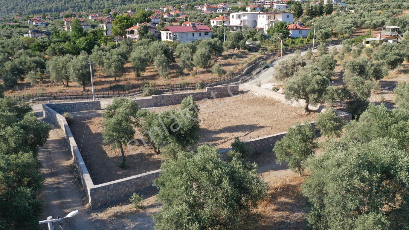 Rota'dan Zeytinalanı'nda Tek Tapu 1244m² Taş Duvarlı Zeytinlik - Görsel 32