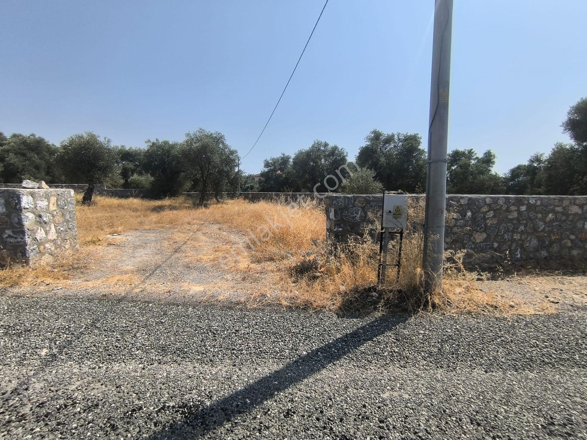 Rota'dan Zeytinalanı'nda Tek Tapu 1244m² Taş Duvarlı Zeytinlik - Görsel 8