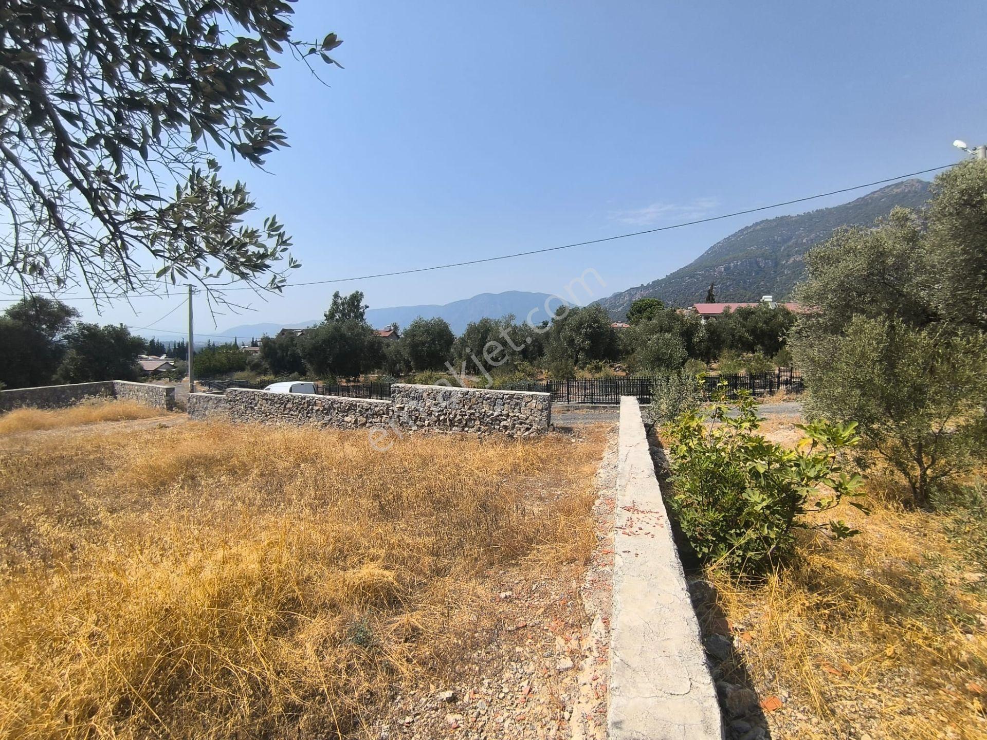 Rota'dan Zeytinalanı'nda Tek Tapu 1244m² Taş Duvarlı Zeytinlik - Görsel 14