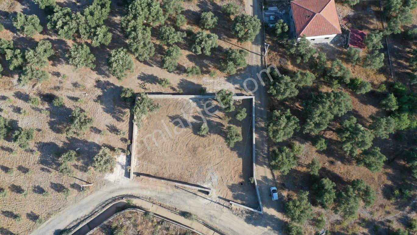 Rota'dan Zeytinalanı'nda Tek Tapu 1244m² Taş Duvarlı Zeytinlik - Görsel 24