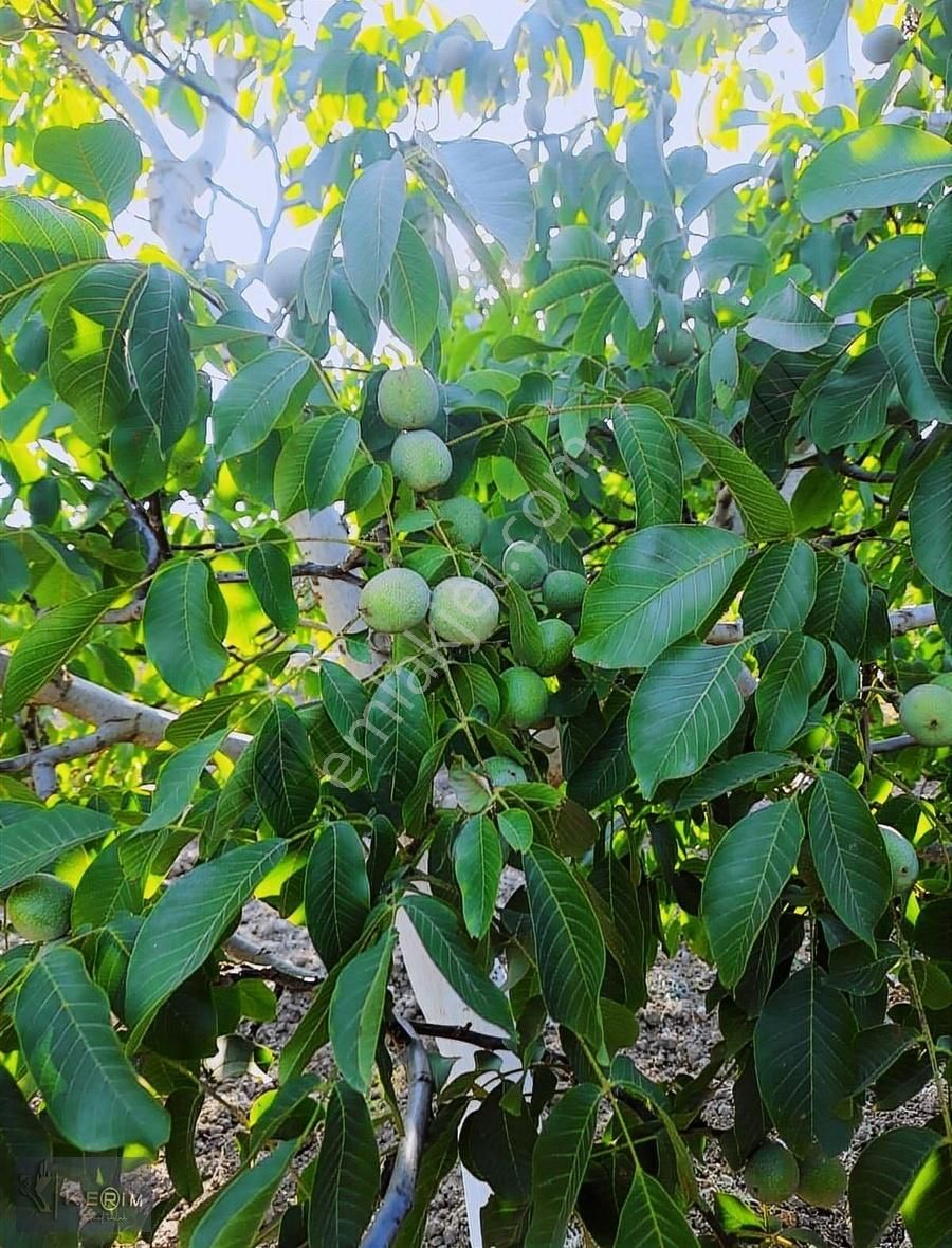 Kerim'den Ayvacık Küçükhusun Köyü 5537 M2 Cevizlik Satılıktır - Görsel 4